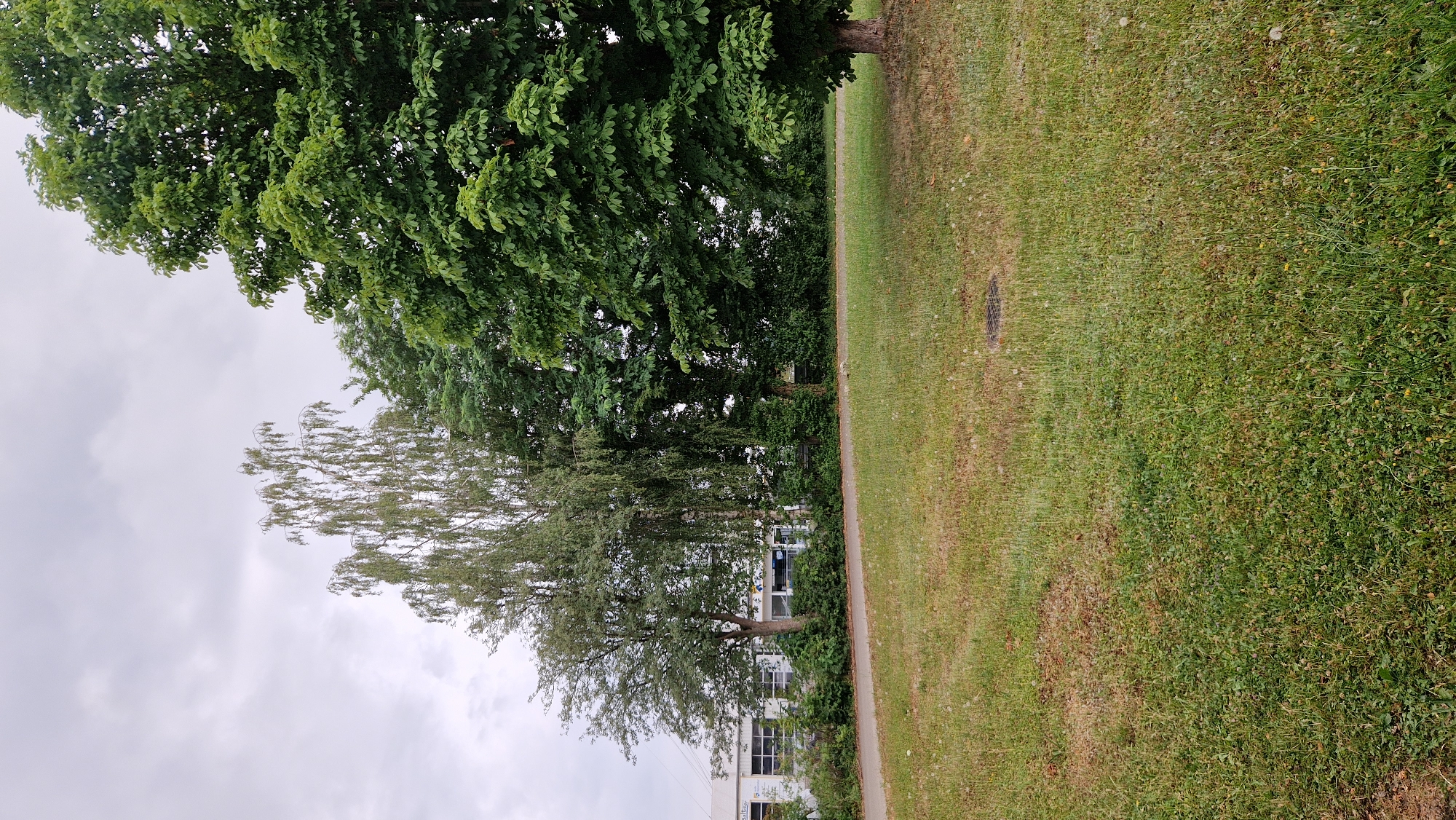 The image captures an outdoor scene on a cloudy day, likely in Ichenhausen, Germany, near a building. In the foreground, a grassy field extends across the bottom of the frame, with patches of brown and green grass. A circular manhole cover is visible in the grass towards the right side of the frame. A paved pathway runs horizontally across the middle ground, bordered by more grass and some low-lying bushes.
Behind the pathway, a line of trees forms a backdrop. To the left, a white building with multiple windows and a white roof is visible, with the partial text "BALZER" appearing on its facade. Several trees, including a slender birch tree with delicate, drooping branches and a larger tree with broad, green leaves, stand in front of and to the right of the building. The largest tree, with dense green foliage, dominates the right side of the image. The sky is overcast with gray clouds. There are no people or animals visible in the image.