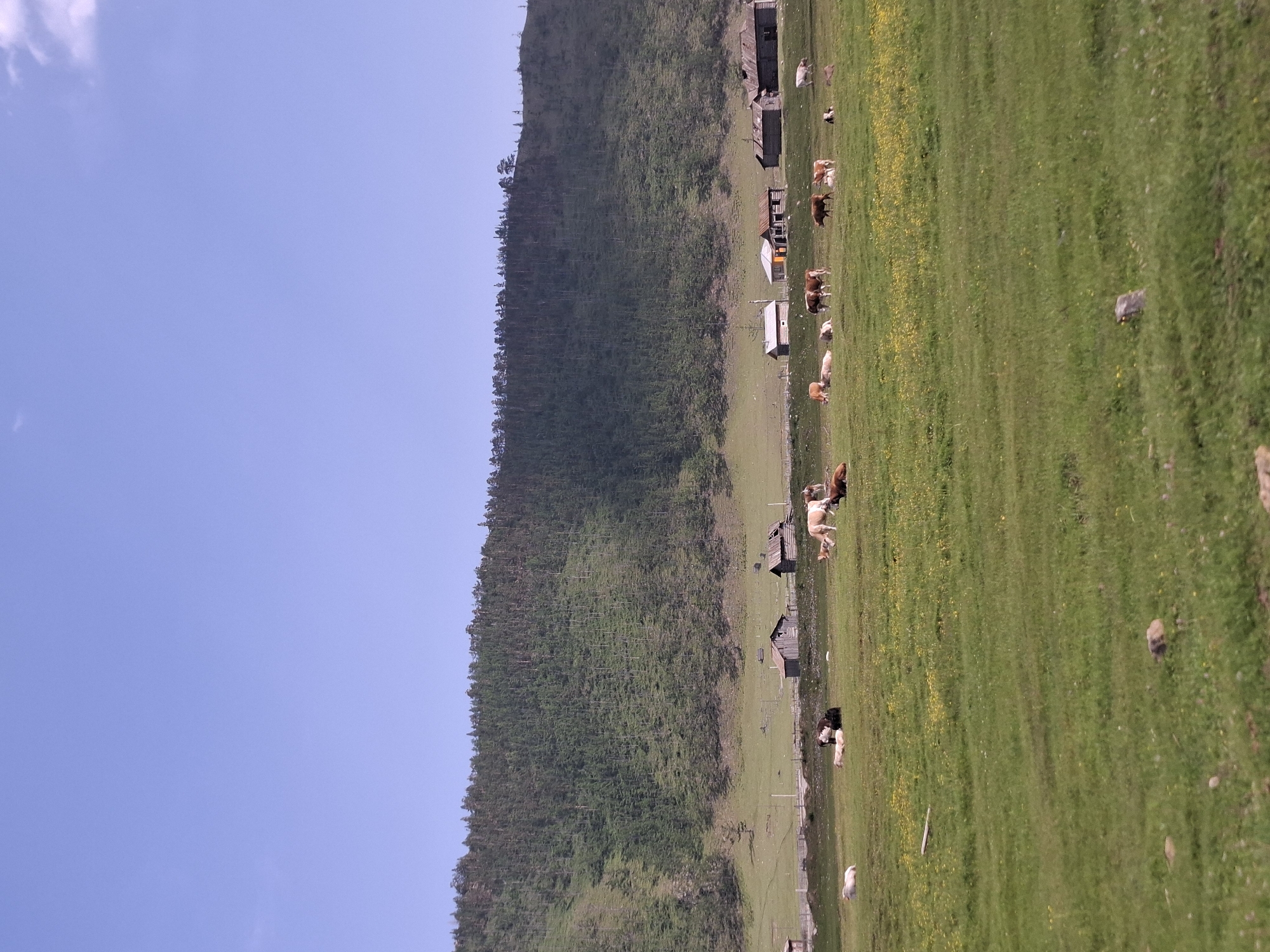 The image depicts a pastoral scene in the village of Bugul'deika, Russia, under a clear blue sky. A gentle slope of a heavily forested hill forms the backdrop, with the dense green trees extending across the horizon. In the middle ground, a cluster of rustic wooden structures, likely barns or houses, are situated along a fence line. The foreground is a lush green meadow dotted with small yellow wildflowers. Several cows are scattered across the meadow, some grazing and others resting. One white cow is lying down in the lower left quadrant, while a group of brown and white cows are spread out closer to the buildings. A dark-colored cow is lying down near the center, and a few other cattle are visible in smaller numbers throughout the field. The overall impression is one of a tranquil rural landscape.