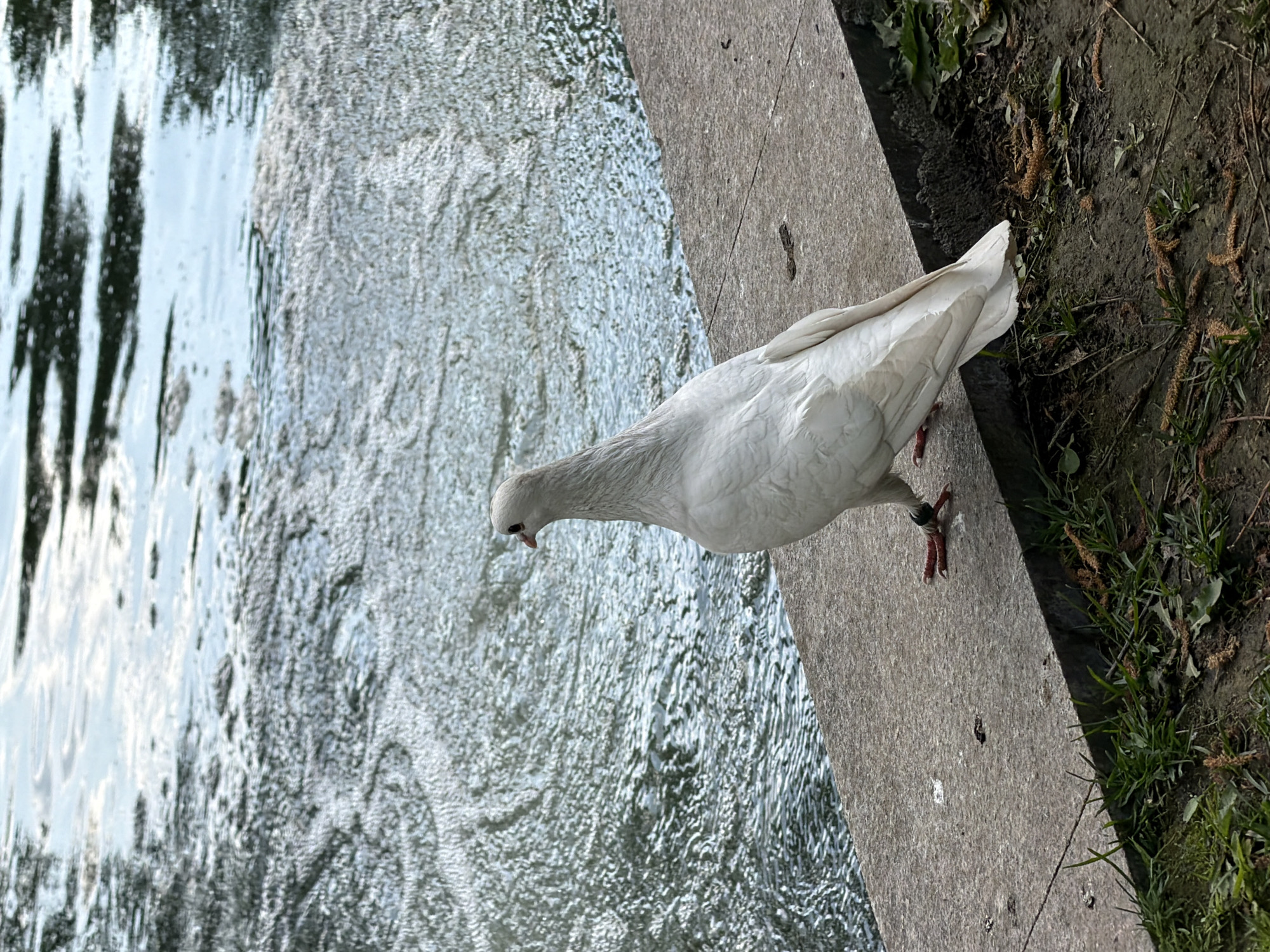 A white dove stands on a concrete ledge at the edge of a body of water, possibly a pond or river. The bird is positioned slightly angled towards the water, with its head and neck extended downwards as if it is looking or reaching for something in the water. The concrete ledge runs diagonally across the frame, separating the water from a patch of dirt and grass along the right edge. The water appears to be rippled with reflections of the surrounding environment. The ground is mixed with grass, dirt, and some small twigs or debris.
Given the context and imagery, the location is likely in a park or public area. Based on the reflection in the water, it is likely that it is located in the city of Moscow, Russia.