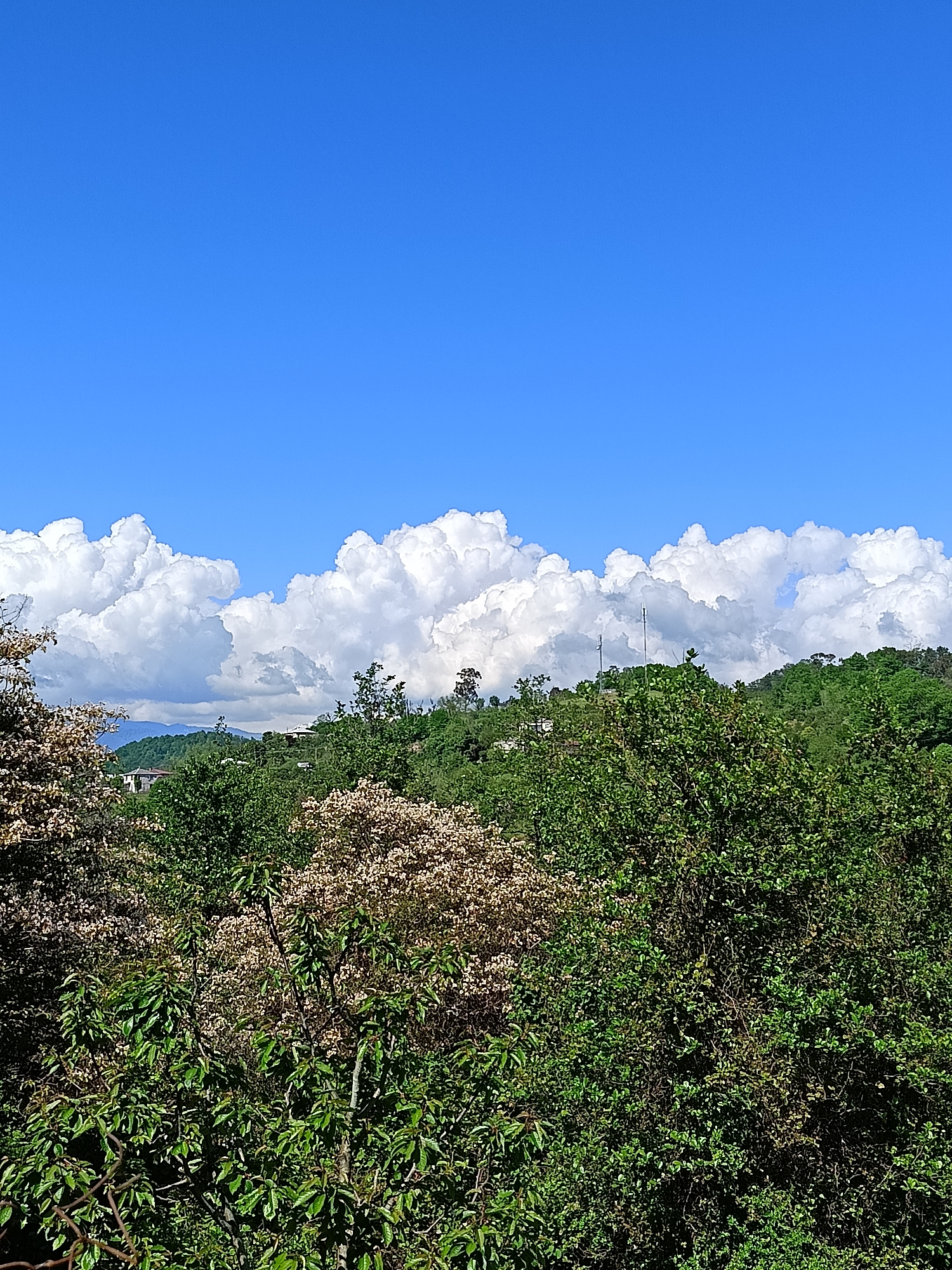 The image shows a landscape with a clear blue sky above. A line of puffy white clouds sits on the horizon, appearing behind a dense area of green trees and shrubbery. In the middle ground, the trees are a mix of light brown and green, while the foreground is dominated by dark green foliage. There is a hint of buildings and structures visible through the trees in the mid-ground, and a communication tower is visible in the distance. The photograph was taken in Yuada-Gulrypsh, Abkhazia.