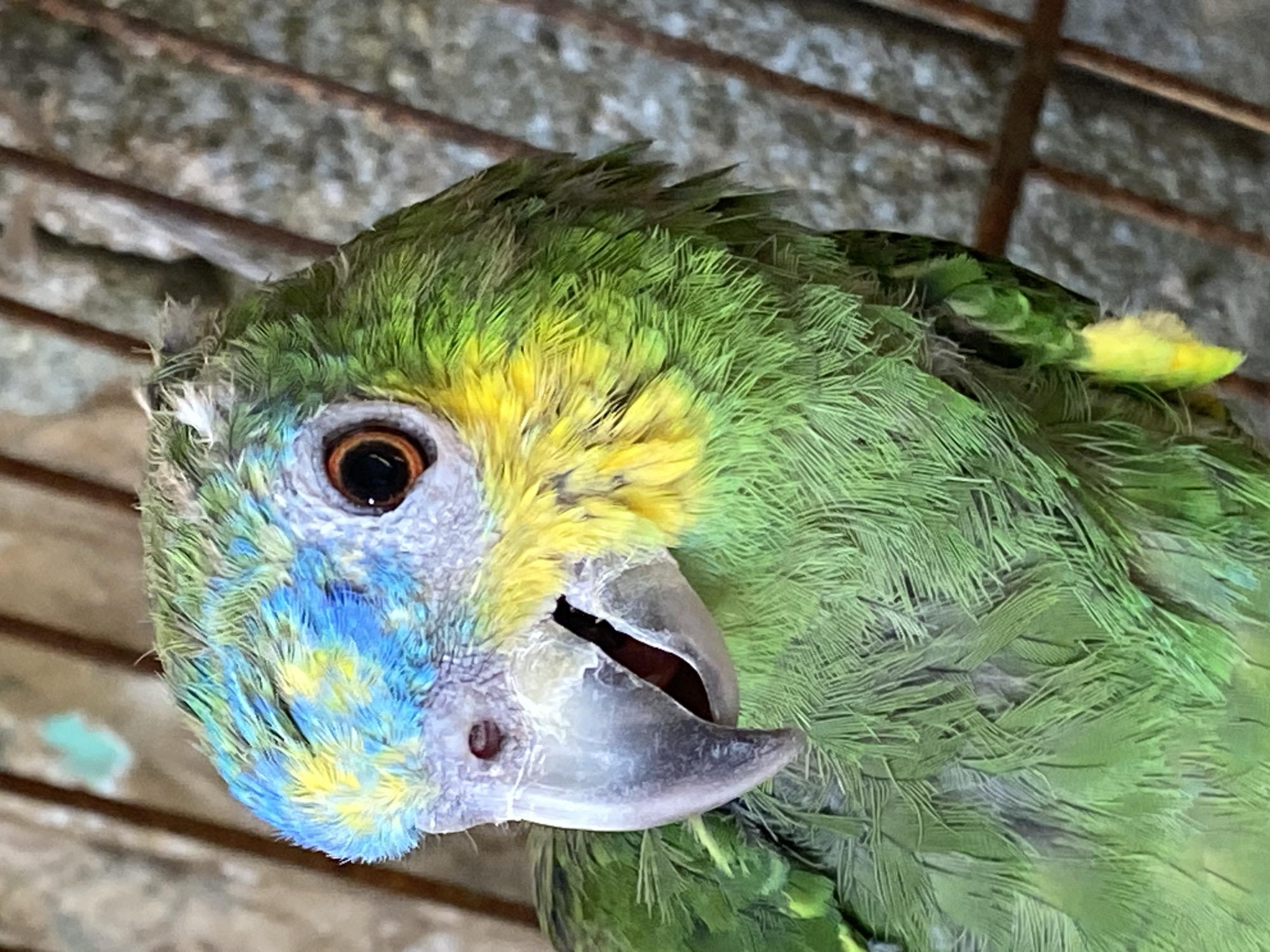 A close-up shot shows a parrot, predominantly green in color, with patches of yellow and blue on its head. It appears to be inside a cage, with the bars visible in the background. The bird's beak is partially open, and its eye is focused. The background is a blurred grey. There are no visible indications that confirm this photo was taken in the city of Tinaquillo, Venezuela.