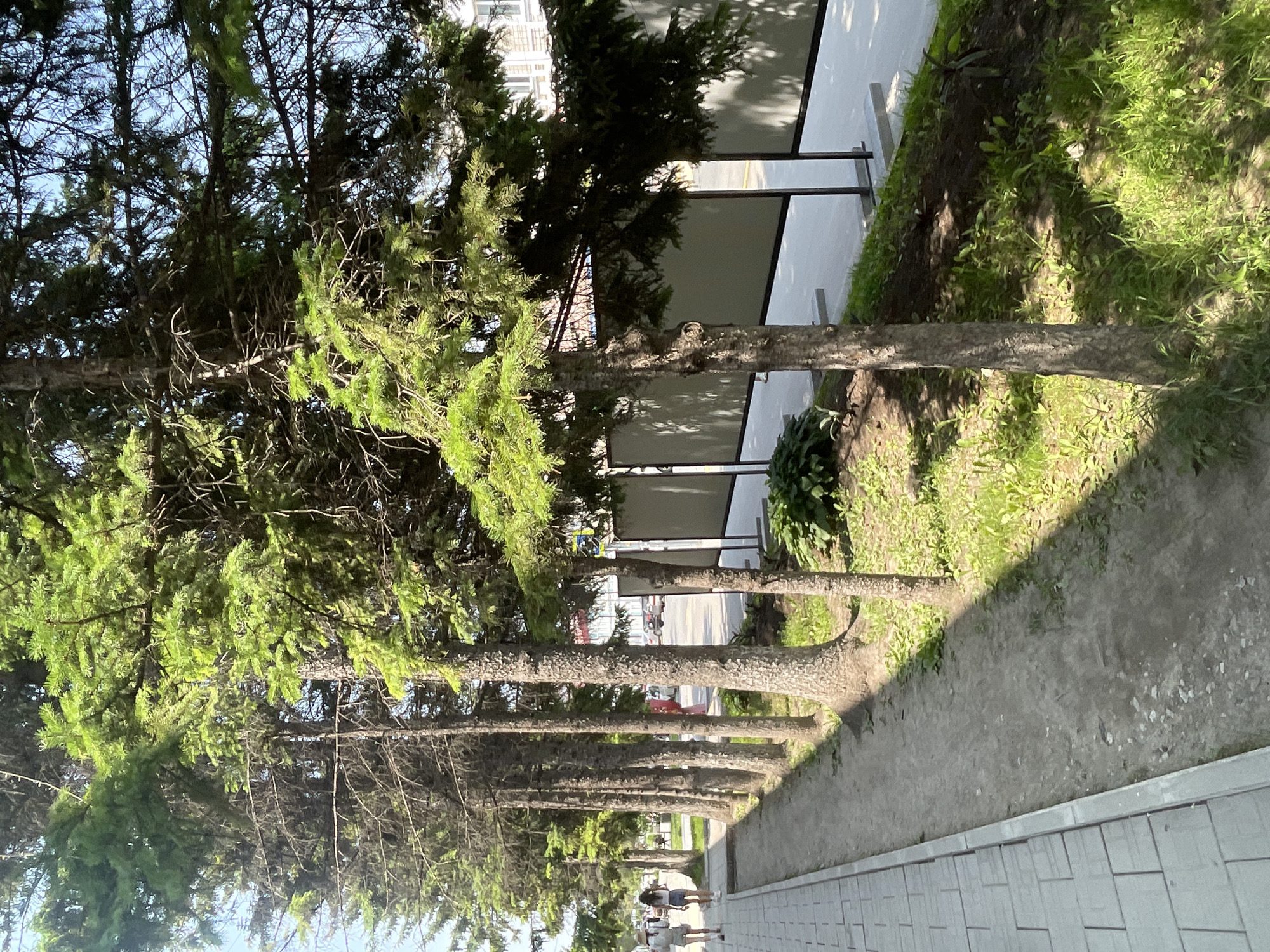 The image depicts a sunny day in Spassk-Dal'nij, Russia, with a row of tall evergreen trees lining a paved walkway. The trees are lush with green foliage, casting dappled shadows on the ground. Beyond the trees, a modern building with large windows is visible, suggesting an urban or suburban setting. The walkway itself is constructed with light-colored, textured tiles, and to the left of the trees, there is a grassy area with some vegetation. In the distance, a few people are walking along the path, their figures small in the frame, indicating a peaceful, everyday scene. The lighting suggests it is likely late morning or early afternoon. No visible text is present in the image.