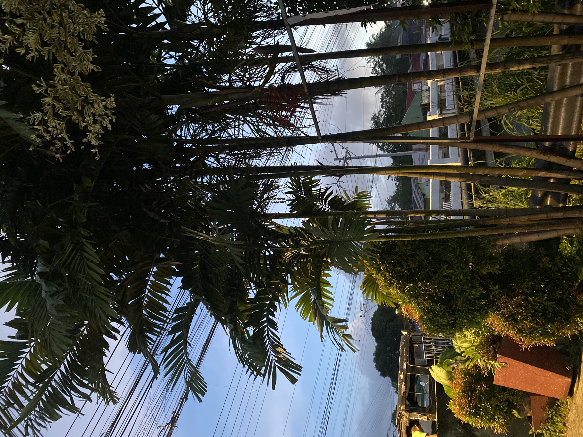 The image depicts a street scene in Davao City, Philippines, likely during the early morning or late afternoon given the subdued lighting. A cluster of tall, slender palm trees dominates the foreground, their fronds reaching towards a sky crisscrossed with numerous power lines. In the mid-ground, a white bridge spans across a body of water or a road, with a few buildings visible behind it. To the left, a parked vehicle, possibly a jeepney, is partially visible. The scene also includes various potted plants and lush greenery, adding a touch of nature to the urban landscape. The overall impression is one of a typical tropical city environment, blending natural elements with the infrastructure of daily life.