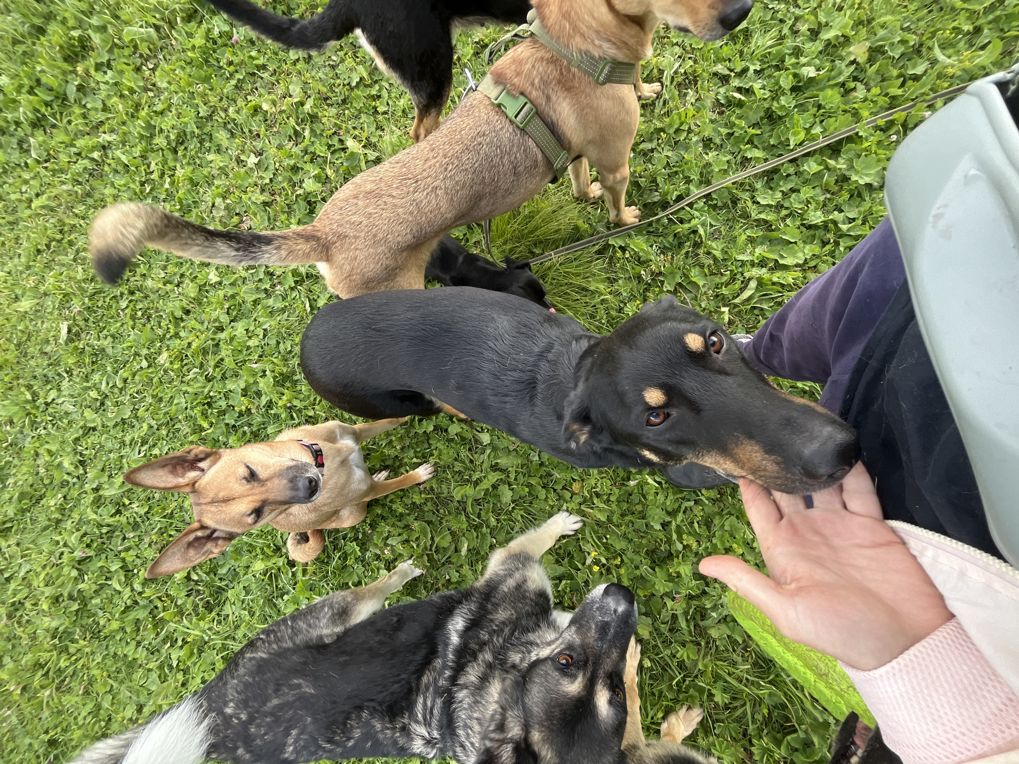 The image is a high-angle, outdoor shot of a group of dogs interacting with a person's hand on a grassy area. The dogs, of various breeds and sizes, are gathered around a person whose legs and hand are visible in the foreground. The person is wearing a pink jacket and dark pants. The dogs appear to be sniffing or interacting with the hand. The environment is a lawn with green grass and some small plants. There are no discernible landmarks or indicators to suggest the location is Nizhny Tagil, Russia. The image is a candid shot, likely taken during an outdoor gathering or park visit.