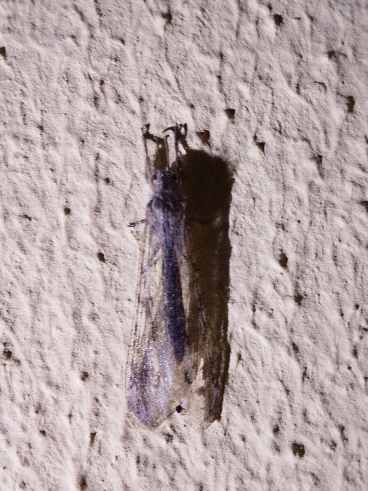 A close-up, slightly blurry photograph shows a single, light-colored insect with delicate, veined wings resting vertically on a textured, light-colored surface, possibly a wall. The insect is elongated and appears to have a dark, almost shadowy body that contrasts with its lighter wings, which have a subtle purple or blue hue. The surface it rests on is uneven, with visible indentations and raised areas, creating a dappled light effect. No specific location in Serti, Nigeria is discernible from the image itself.