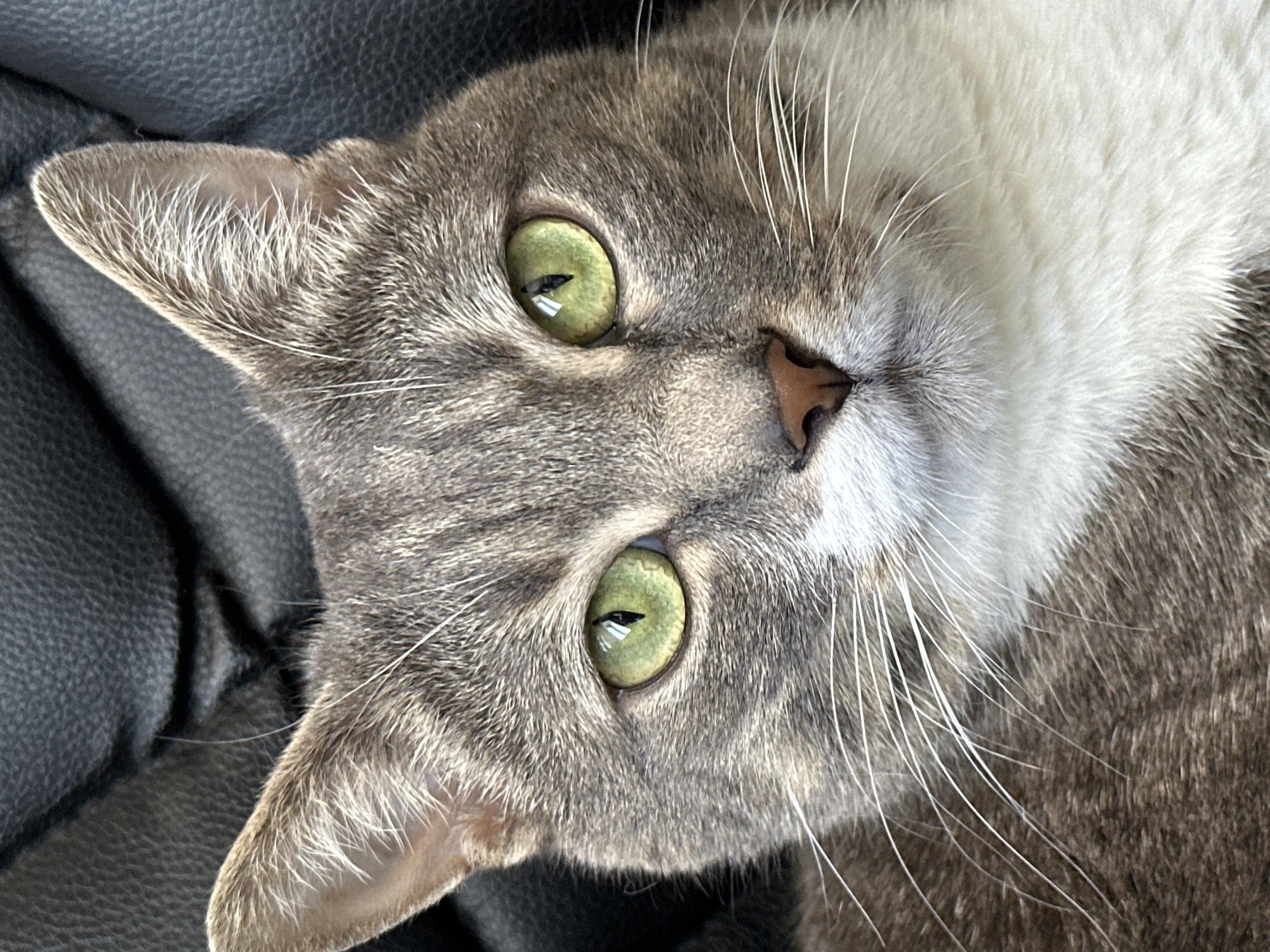 A close-up, head-on, eye-level, natural light shot captures a tabby cat with striking green eyes. The cat's fur is a mix of gray and white, with distinct tabby markings on its head and body. Its nose is a light brown color, and long white whiskers extend outwards. The cat appears to be looking directly at the camera, with a calm and curious expression. The background is blurred and dark, suggesting the cat is resting on a dark-colored surface, possibly upholstery. The setting is not specified as being in a city, and therefore, the location is unknown.