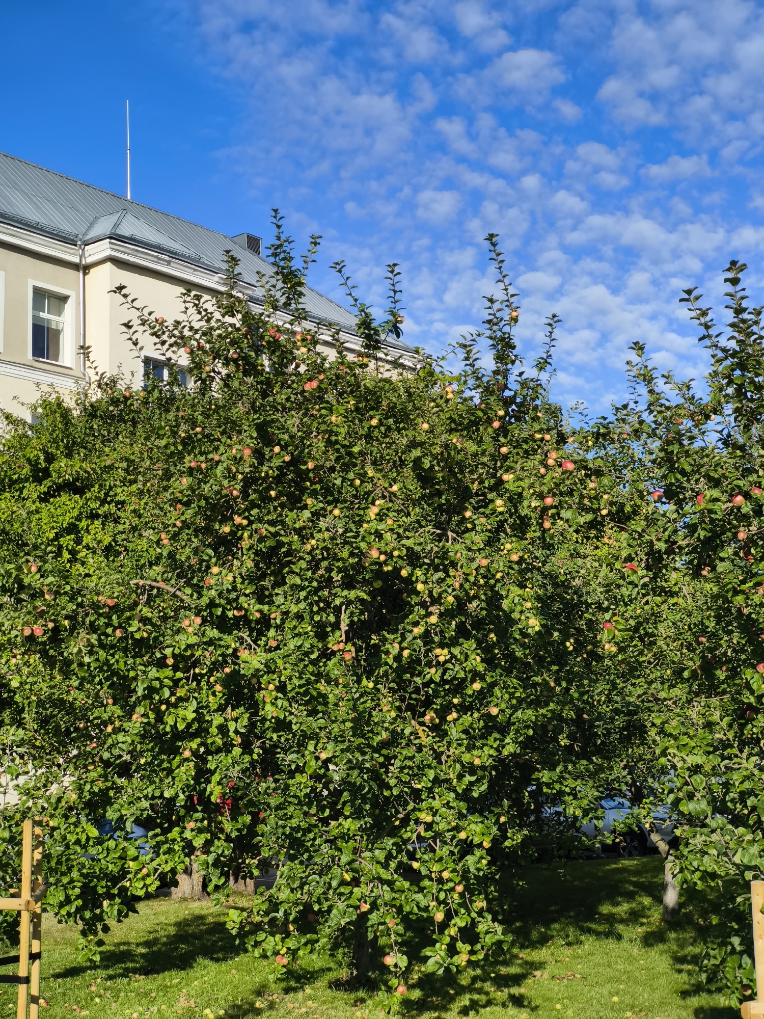 An apple tree laden with ripe fruit stands in front of a light-colored building with a grey metal roof under a bright blue sky dotted with white clouds. The building has a lightning rod on its roof. The tree is dense with green leaves and numerous red and yellow apples are visible among them. The ground in front of the tree is covered in green grass, with a few fallen apples scattered on it. A wooden garden stake is visible on the left side of the frame. In the background, a light blue car is partially visible behind the branches of the apple tree. This scene is located in Tallinn, Estonia.