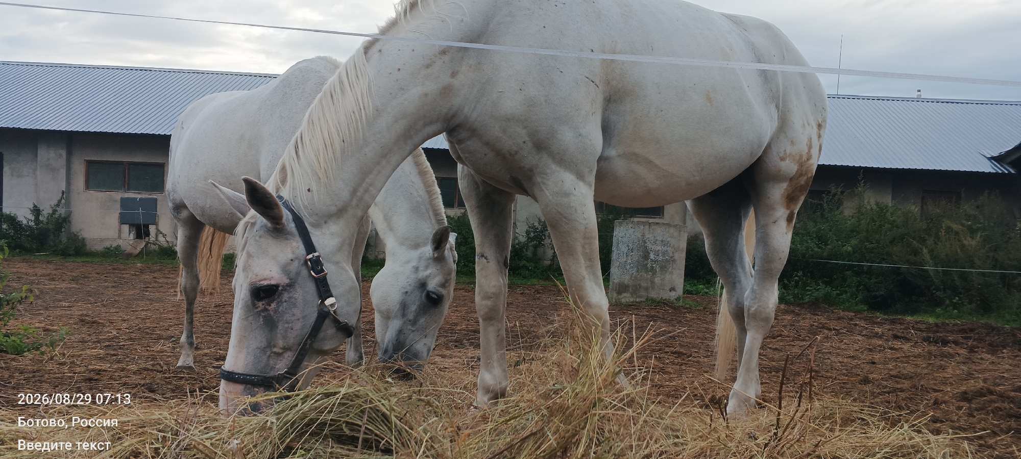 Two white horses are grazing on hay in an outdoor enclosure. One horse is in the foreground, facing left and eating from a pile of hay. The other horse is behind it, facing right and also eating. Both horses appear to be of medium build with light-colored manes and tails. The ground is covered in dirt and straw. In the background, there is a building with a corrugated metal roof and a few windows. Vegetation, including bushes and trees, is visible around the building. The sky is overcast. A white wire fence runs horizontally across the middle of the image, in front of the horses' backs. A timestamp and location are visible in the lower-left corner of the image: "2026/08/29 07:13", "Botovo, Russia".