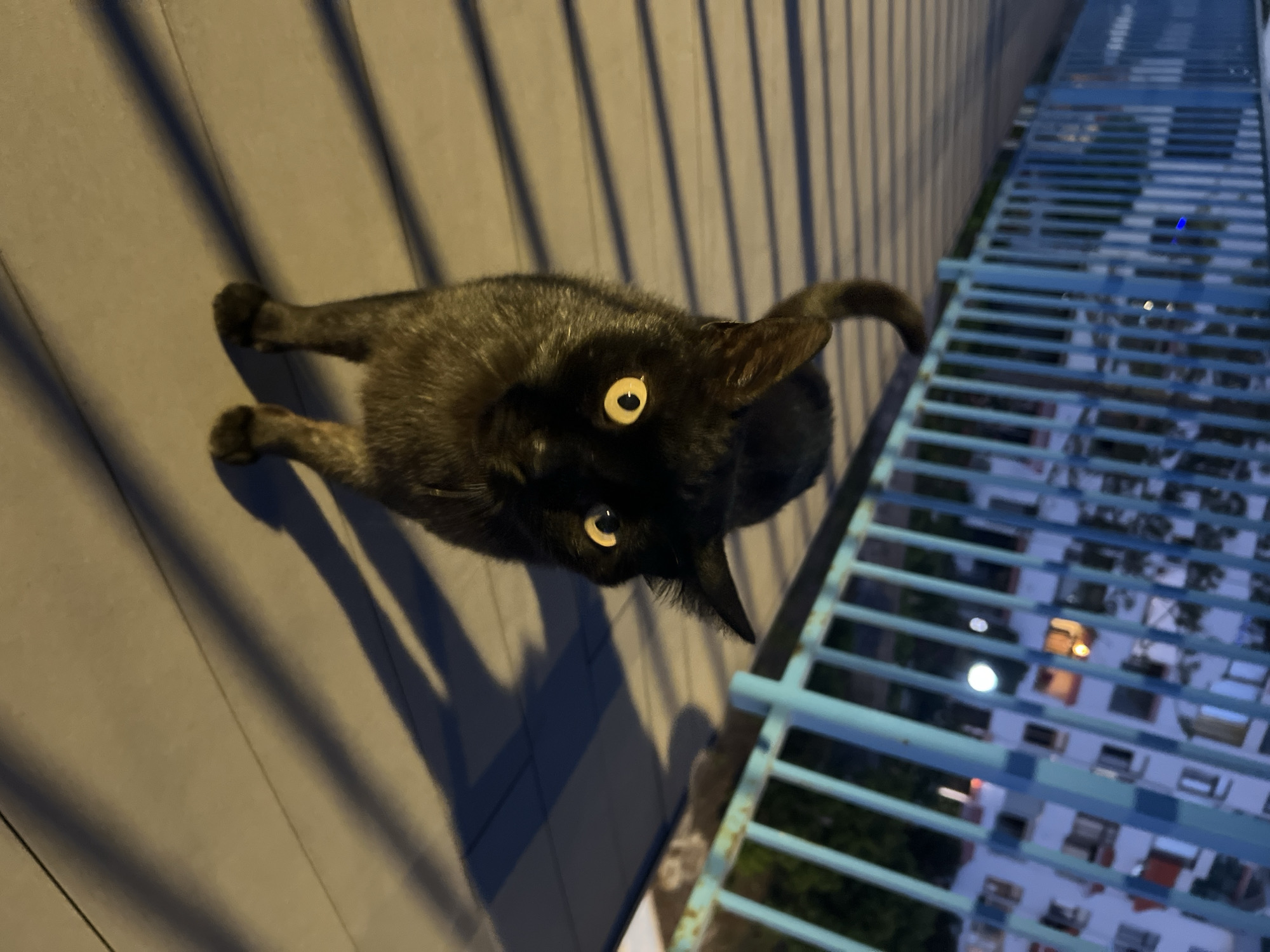 A black cat with yellow eyes stands on a gray surface next to a blue metal structure. The image is taken from above, looking down at the cat. The blue structure appears to be a railing or fence, with a view of buildings visible through the gaps. The location cannot be determined from the image.