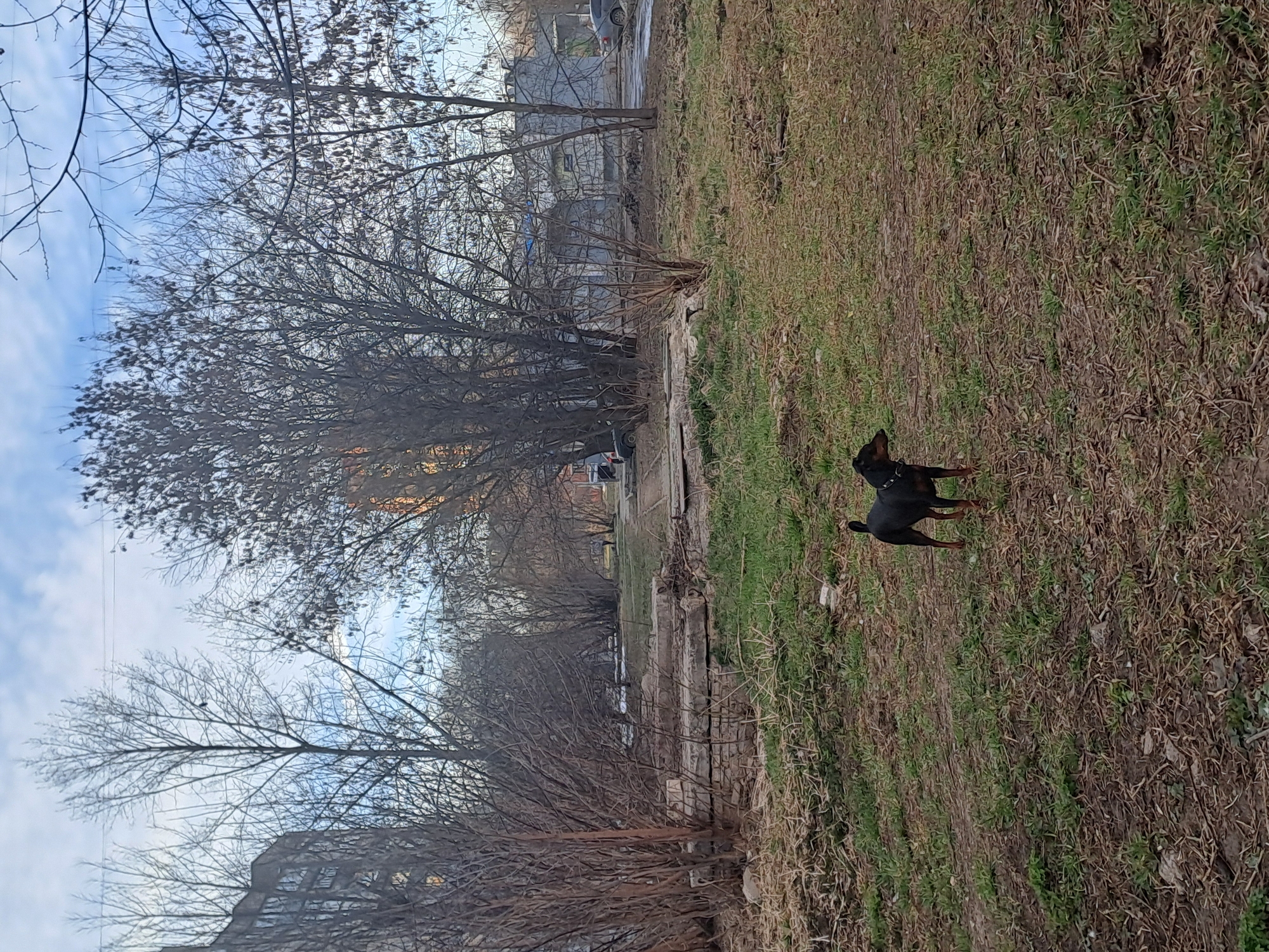 The image captures an outdoor urban landscape in Bel'kovo, Russia, under a partly cloudy sky. In the immediate foreground, a small, black dog with tan markings, wearing a dark collar, stands on a patch of ground consisting of sparse green grass, bare earth, and dried organic debris; the dog faces right with its head turned towards the right. To the left of the mid-ground, a stack of multiple grey, rectangular concrete slabs rests on the ground. The scene is dominated by numerous leafless deciduous trees and dense, bare bushes scattered throughout the mid-ground and background. In the background, multi-story residential buildings are visible, including a prominent grey structure on the far left and another partially obscured building towards the right. A paved or dirt path runs horizontally across the mid-background, where a single individual is observed walking away from the camera. Two vehicles are partially visible behind foliage: a dark-colored car on the left and a lighter-colored car on the far right. Overhead utility lines are visible against the sky.