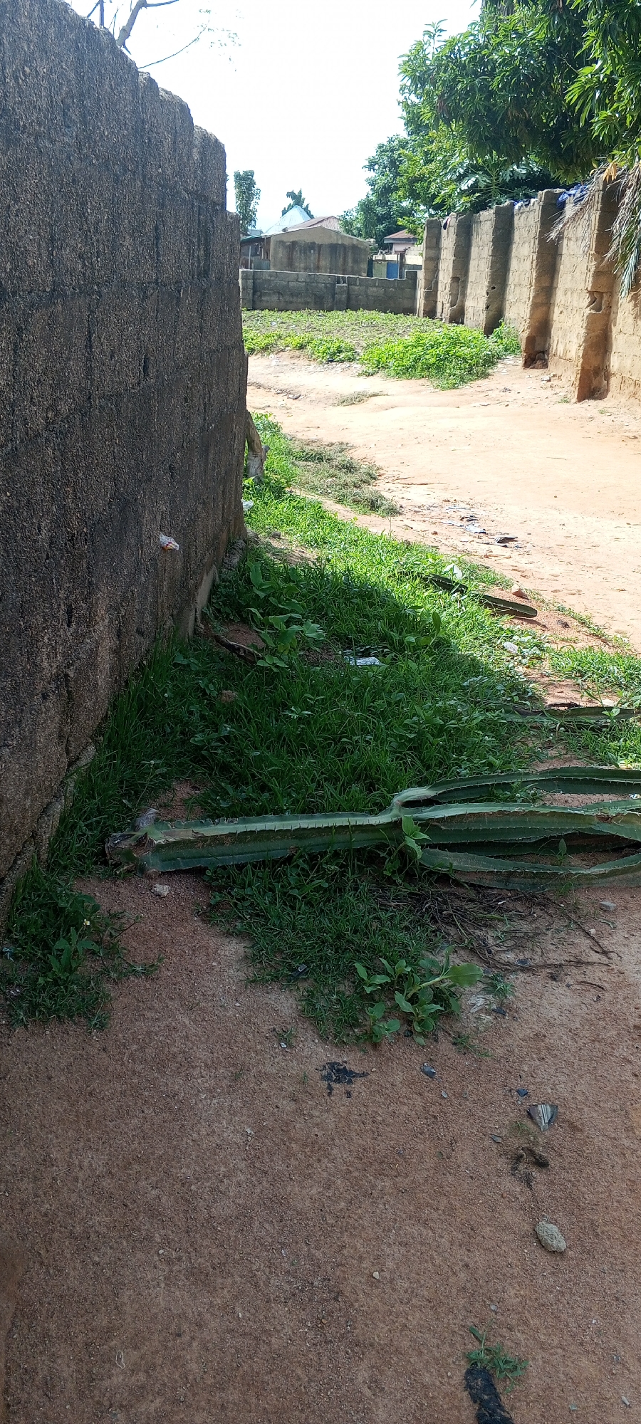 The image depicts an outdoor scene in Jalingo, Nigeria. In the foreground, a large, dark, textured wall occupies the left side of the frame. Adjacent to the wall and extending into the middle ground is an area of green grass. Lying on the ground, partially embedded in the grass, is a long, segmented, green cactus or similar plant. The ground itself appears to be a mix of soil and sand. In the background, a dirt path or road is visible, bordered by low-lying green vegetation and more textured walls constructed from blocks. Beyond these walls, several buildings with visible roofs can be seen, along with trees. The sky is bright and overcast.