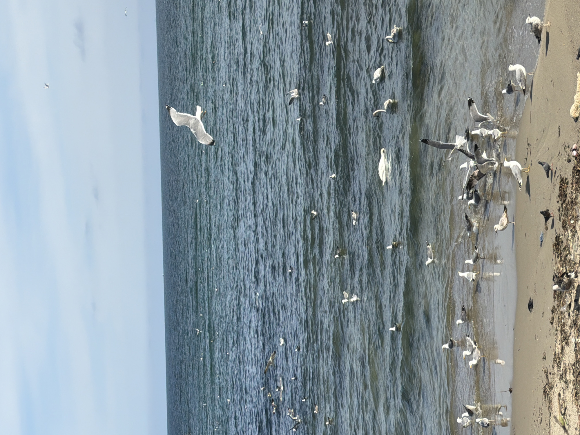 This image captures a vibrant coastal scene at a beach in Varna, Bulgaria, teeming with seagulls.
**Subjects:** The primary subjects are numerous seagulls, ranging from those in flight to others resting on the water and the sandy shore. The natural elements include a wide expanse of the sea, a sandy beach, and the sky.
**Activity or event taking place:** Many seagulls are actively engaged in various behaviors typical of their habitat. Some are captured mid-flight, soaring gracefully against the sky and over the water. Others are seen floating or swimming on the water's surface, while a significant group congregates at the waterline on the sandy beach, possibly feeding or resting. The water exhibits gentle ripples, indicating a calm sea.
**Notable details:** The scene unfolds during bright daytime, characterized by clear illumination. The sky is a light blue with very few clouds, suggesting fair weather. The sea displays a deep blue-green hue with a textured surface of countless small ripples. The beach features light brown sand, appearing moist where it meets the water, with some darker patches that could be seaweed or natural debris further up the shore. The overall atmosphere conveyed is one of a peaceful and natural marine environment.
**Visible text:** There is no visible text within the image.