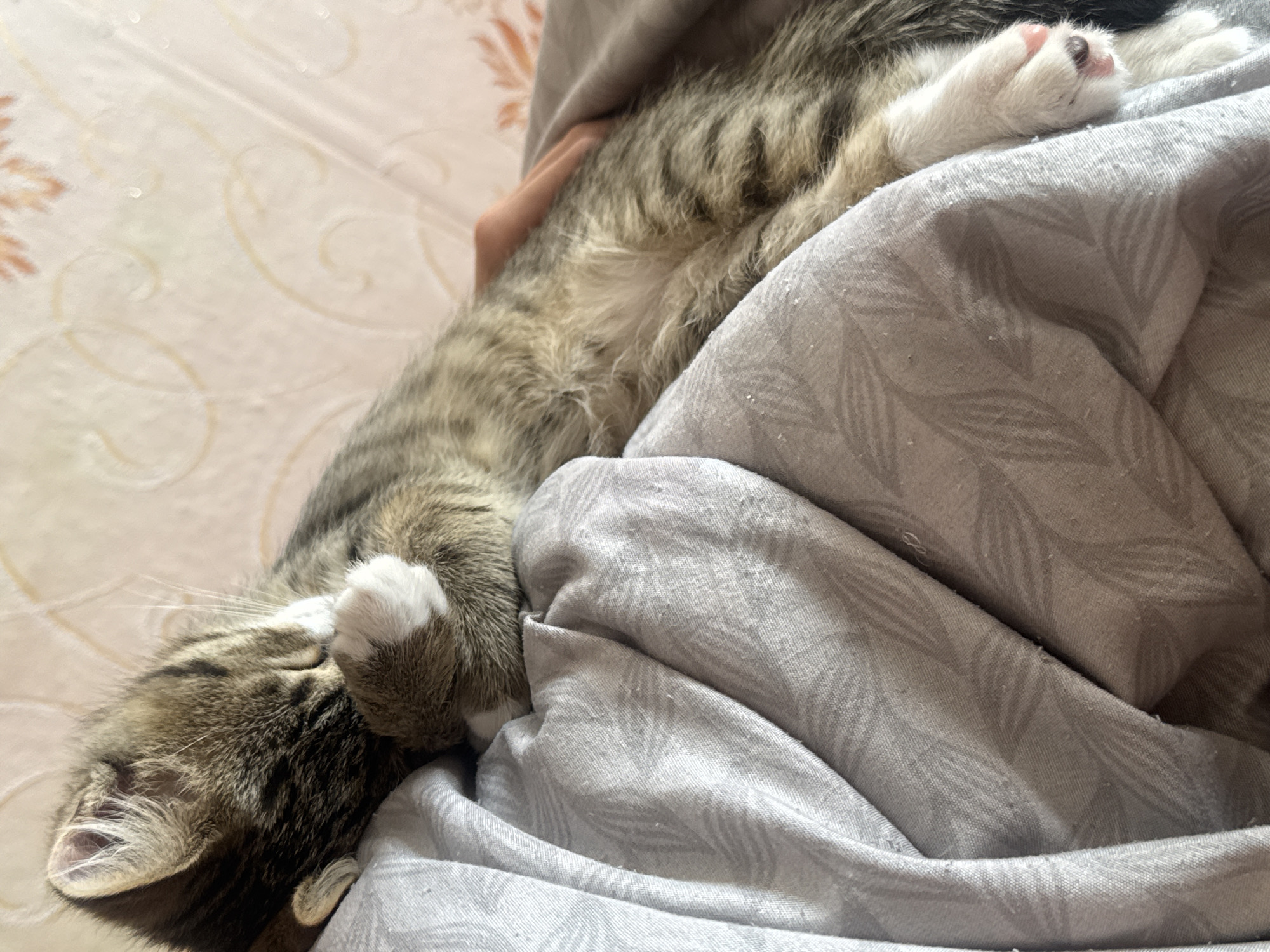 A tabby kitten sleeps nestled into a gray, wrinkled blanket. The kitten's face is partially obscured by its paw. A human hand gently supports the kitten from behind. The background consists of a light-colored wall with a faint floral pattern.