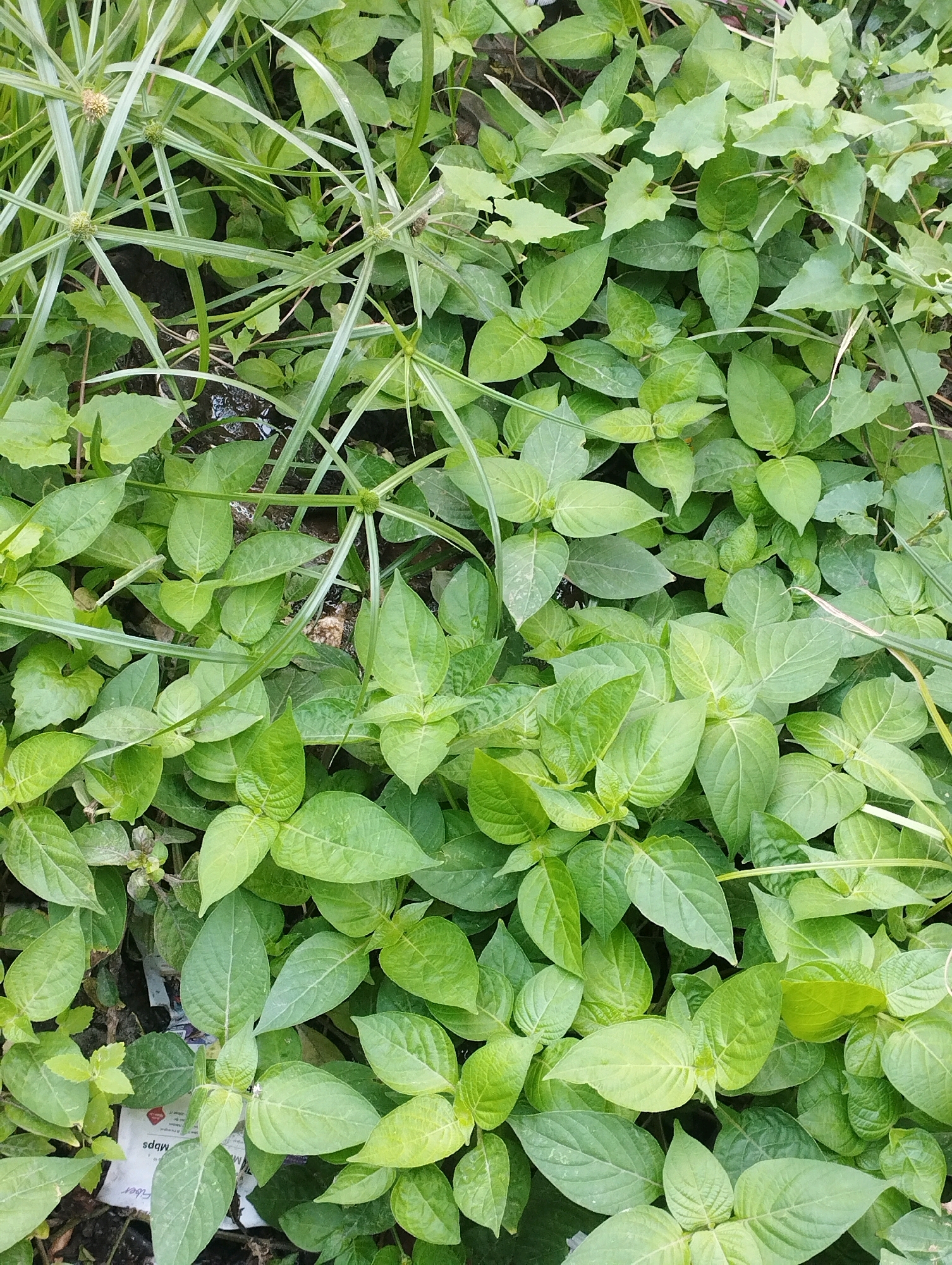 The image shows a dense patch of green foliage, primarily consisting of broad, ovate leaves and thin, grass-like blades. The leaves are a vibrant green, with some variations in shade suggesting different stages of growth or species. The texture of the leaves appears smooth and slightly glossy. Interspersed among the leaves are slender, linear structures resembling grass or sedges, with some bearing small, circular clusters at their tips. The ground beneath the vegetation is partially visible in some areas, appearing dark and possibly damp, with a few pieces of paper or debris scattered amongst the plants. One piece of paper has visible text fragments such as "nder" and "mbs" in lowercase letters. The overall impression is one of lush, untamed greenery, likely in an outdoor environment. This scene is located in Kuala Samboja, Indonesia.