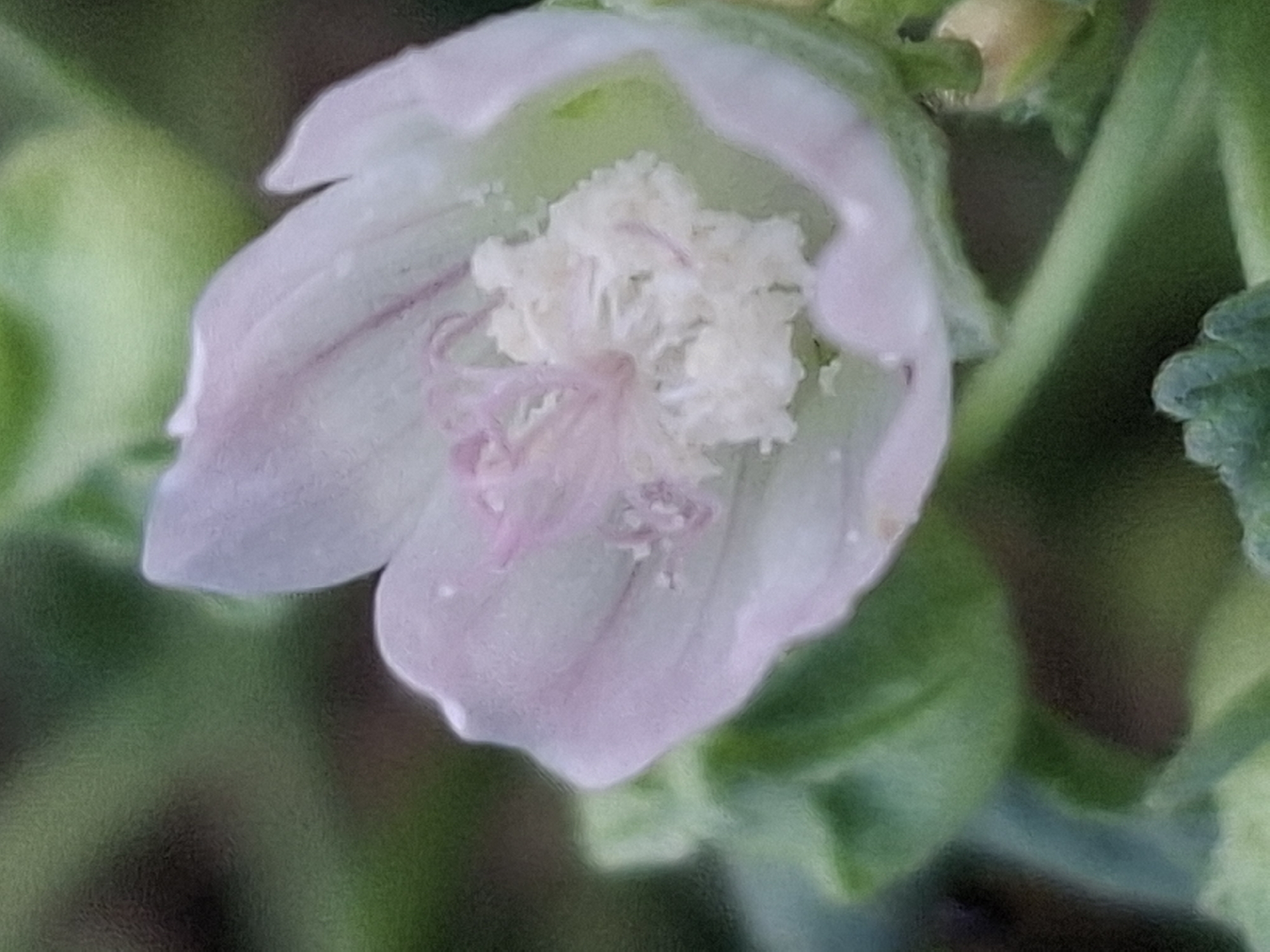 The image is a close-up, macro shot of a delicate, pale pink and white flower, possibly a mallow, with its petals partially open, revealing a fluffy white center surrounded by pink stamens. The background is a soft blur of green foliage, suggesting a natural, outdoor setting. The lighting is diffused, creating a gentle and ethereal atmosphere. There are no people or man-made structures visible in the frame. The image does not contain any specific geographical markers that would allow for its location to be identified in the city of Almaty, Kazakhstan, or any other specific location.