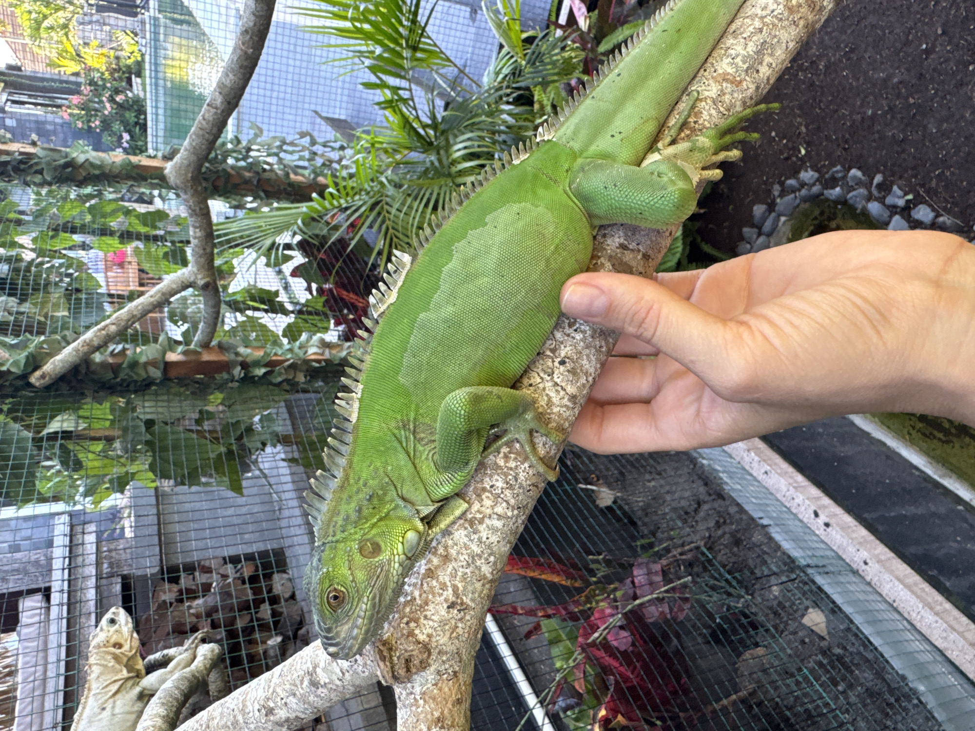 A close-up shot shows a green iguana perched on a branch. A hand is partially visible, likely holding or supporting the branch. The background is a mix of foliage, including palm-like plants and various leafy greens. A wire mesh enclosure is also visible in the background. The scene appears to be within a controlled environment, possibly a terrarium or outdoor enclosure. A second iguana is seen in the bottom left corner. The photograph was likely taken in Ungasan, Indonesia.