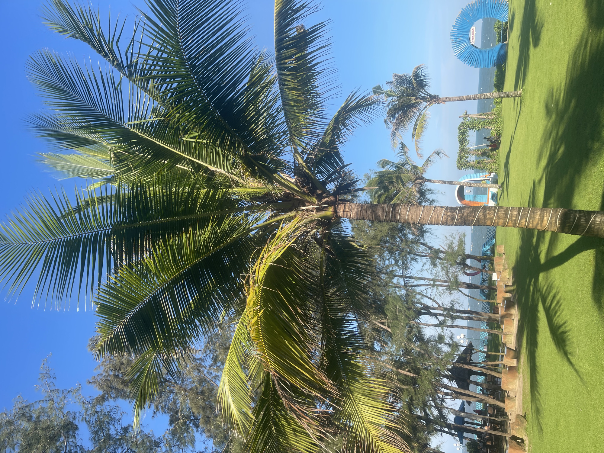 The image depicts a scene at the Ocean Dunes resort in Phu Thuy Ward, Phan Thiet City, Binh Thuan Province, Vietnam. The foreground is dominated by a large, mature palm tree casting a shadow on a well-maintained, vibrant green lawn. In the mid-ground, a variety of tropical trees, including more palm trees and pine-like trees, line a pathway leading towards the ocean. Scattered throughout this area are stone benches and shaded seating areas with thatched roofs. Further into the mid-ground, several decorative structures are visible: an arched swing set covered in ivy, a colorful arched entryway, and a large blue circular structure with the text "Ocean Dunes" on it. The background features the calm, blue ocean stretching towards the horizon under a clear blue sky. The overall impression is one of a serene, well-kept resort environment on a sunny day.