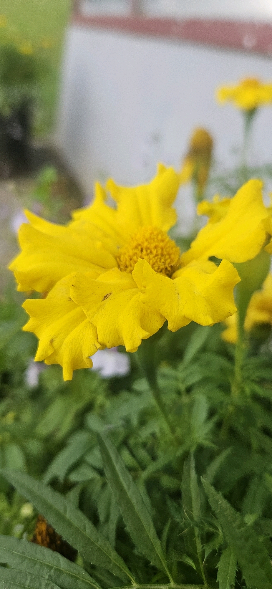 A close-up, slightly angled shot focuses on a vibrant yellow marigold flower in bloom. The petals are a bright, sunny yellow with ruffled edges and some appear to have minor imperfections or water droplets. The center of the flower is a darker, textured yellow. A tiny insect, possibly a fly, is visible on one of the lower petals. The marigold is surrounded by lush green foliage, also slightly out of focus. In the background, there is a blurred white structure with a reddish trim, suggesting an outdoor setting, possibly a building or fence. The overall lighting is bright, highlighting the vivid colors of the flower and leaves. The image does not contain any elements that would allow for the determination of its location within the city of Vitsebsk, Belarus.