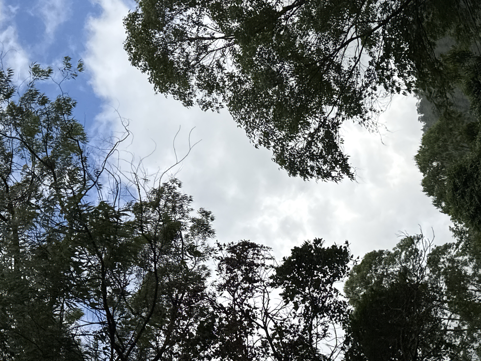 This is a close-up, low-angle shot looking up at the canopy of trees against a sky with clouds. The branches and leaves of several trees dominate the frame, creating a dark silhouette against the brighter sky. In the upper left and right quadrants, leafy branches are visible. Towards the bottom and center of the image, more dense foliage is seen. The sky itself is a mix of blue patches and white clouds, indicating a partly cloudy day. The overall impression is one of looking up through a dense forest towards the sky. The location is specified as Kintamani, Indonesia, suggesting this is a scene from that region, possibly a natural area or a part of a village with significant tree cover. There are no people or visible actions depicted. The environment is clearly natural, focusing on the foliage and sky.