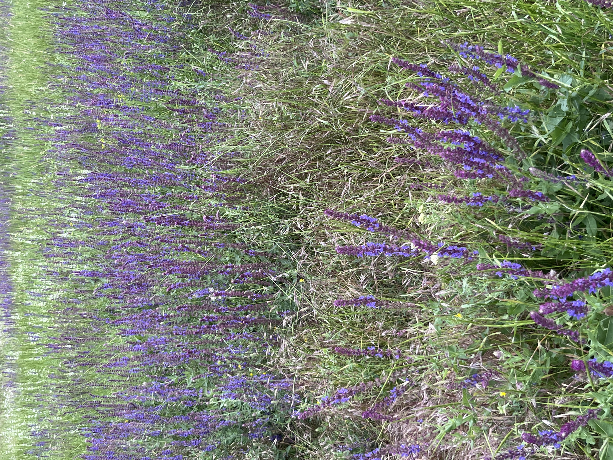 A dense field of wild purple salvia flowers, interspersed with green grass and some dry, wispy vegetation, is depicted. The flowers are in bloom, with tall spikes of vibrant purple petals rising from leafy green stems. Some smaller yellow flowers are also visible amongst the foliage. The scene is a naturalistic outdoor environment, likely a meadow or uncultivated area. The image captures a close-up view, focusing on the texture and color of the flowers and plant life. There are no people or man-made structures visible in the image. The location is identified as Shyroka Dacha, Ukraine, suggesting a rural or semi-rural setting.