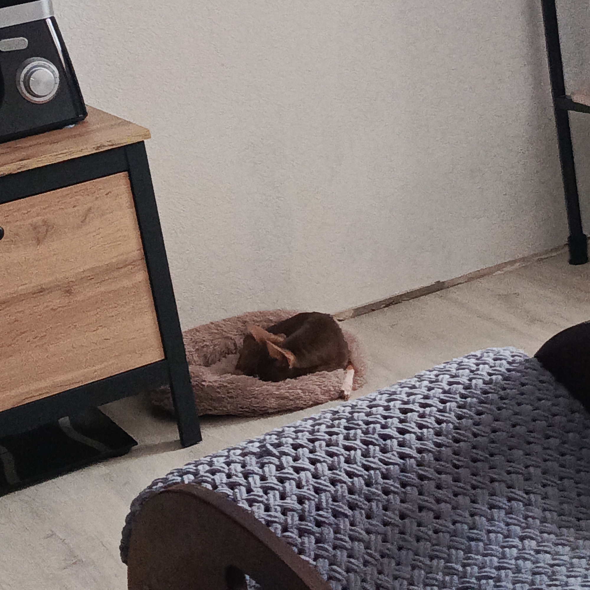 A brown dog is curled up in a round, light brown dog bed. The bed is on the floor next to a wooden cabinet with a black frame. A black electronic device is on top of the cabinet. In the foreground, there is a gray knitted blanket draped over a wooden object. A black metal shelf is partially visible in the background. The location is Марковский, Russia.