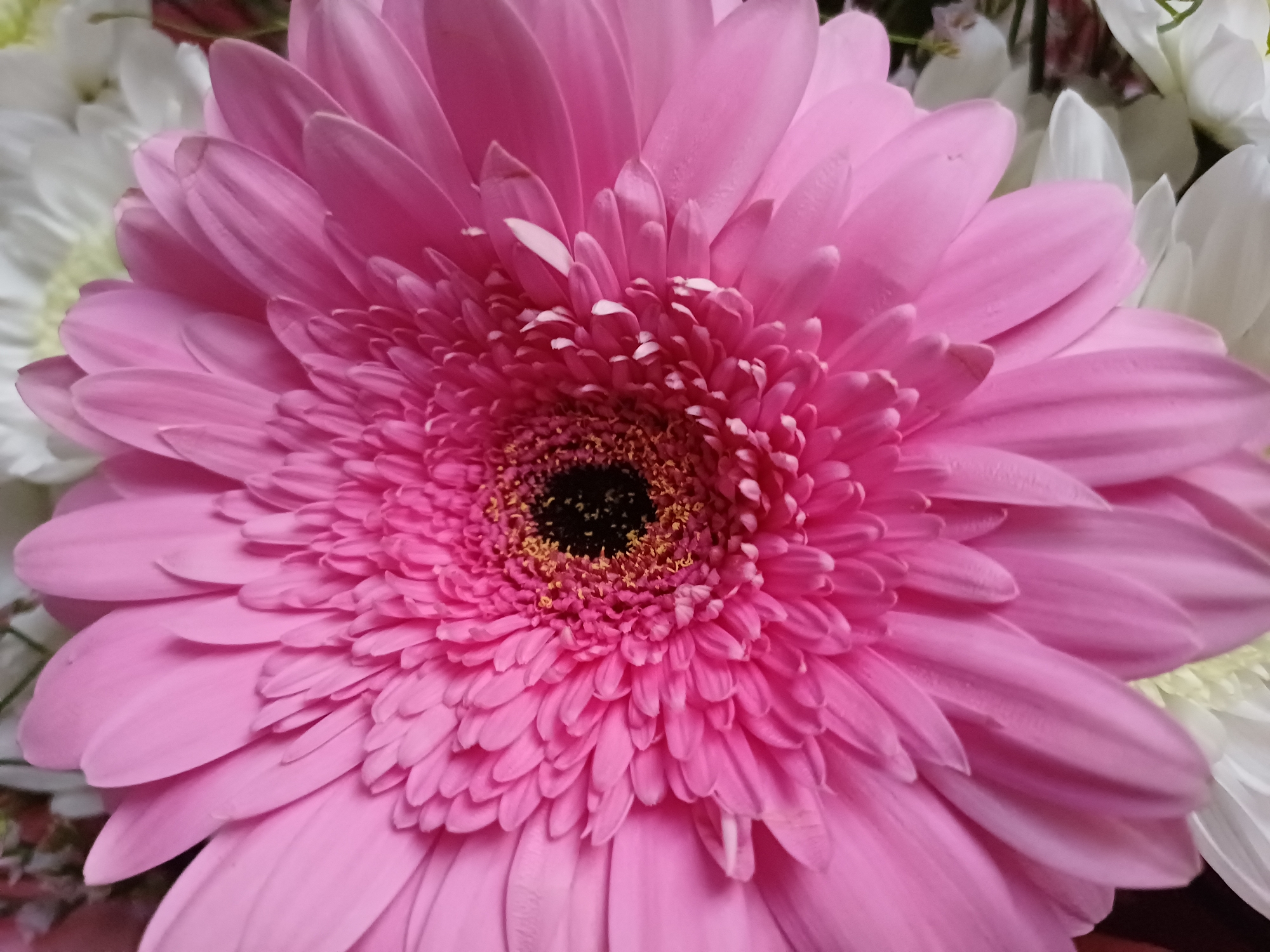 This media file is a close-up photograph of a vibrant pink Gerbera daisy. The flower's petals are a soft, pastel pink, with a darker, almost fuchsia hue at their tips. The center of the Gerbera is a deep, dark black, surrounded by a halo of bright yellow stamens. The flower is in full bloom, with its petals fanned out elegantly.
The Gerbera daisy is positioned in the foreground, dominating the frame. Behind it, partially visible, are other flowers, appearing to be white daisies or chrysanthemums, providing a soft, blurred background that enhances the Gerbera's color and detail. The lighting appears to be soft and natural, highlighting the texture and delicate structure of the petals. There is no indication of the time of day, weather, or specific location beyond what can be inferred from the floral subject matter. The overall mood conveyed by the image is one of natural beauty and tranquility. No text is visible in the image.