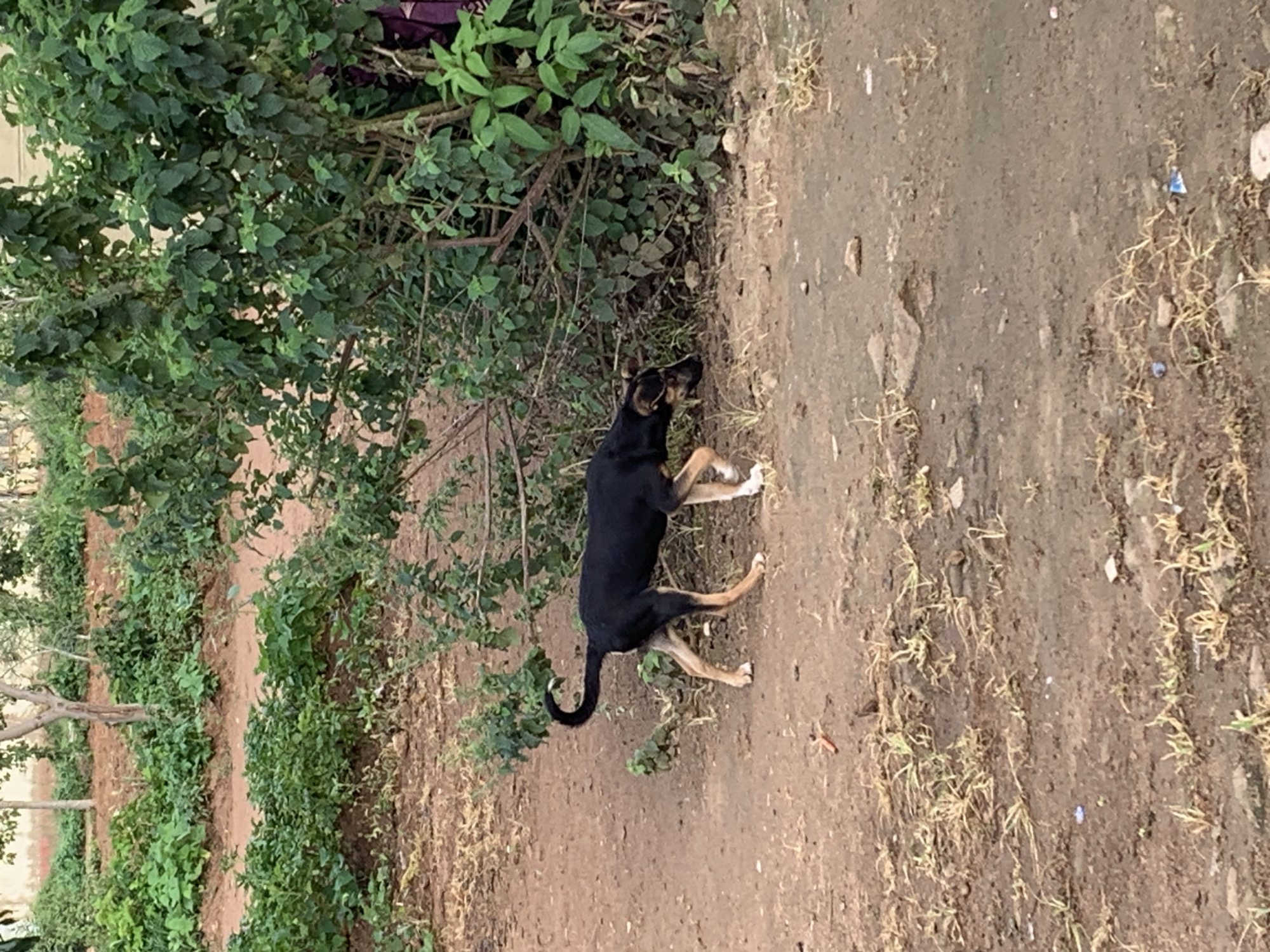 A medium-sized, black and tan dog with a curved tail walks across a dirt path. The dog is viewed from the side, facing towards the right of the frame. Its body is mostly black, with tan markings on its legs and face. The dog's tail curls upwards. The ground is composed of reddish-brown dirt with sparse, dry grass. Behind the dog, there is a dense bush with green leaves. In the background, there is more vegetation and what appears to be a building. The scene is consistent with an outdoor environment in Kuru Karama, Nigeria.