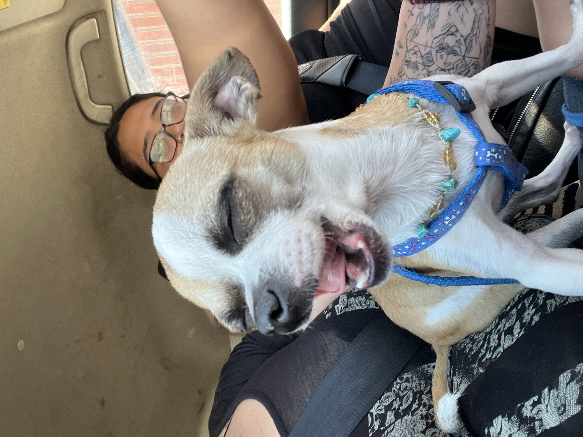 A close-up, tilted image shows a person and a dog in what appears to be a car. The person, wearing glasses, is visible along the left edge of the frame. The dog, a small breed with white and tan fur, is lying on the person's lap or chest. The dog is wearing a blue harness. The dog's mouth is open slightly. A seatbelt is visible across the person's torso. A tattoo is visible on the person's arm. The setting appears to be inside a vehicle, potentially based on the car's interior trim and the presence of a seatbelt. The location is unknown.