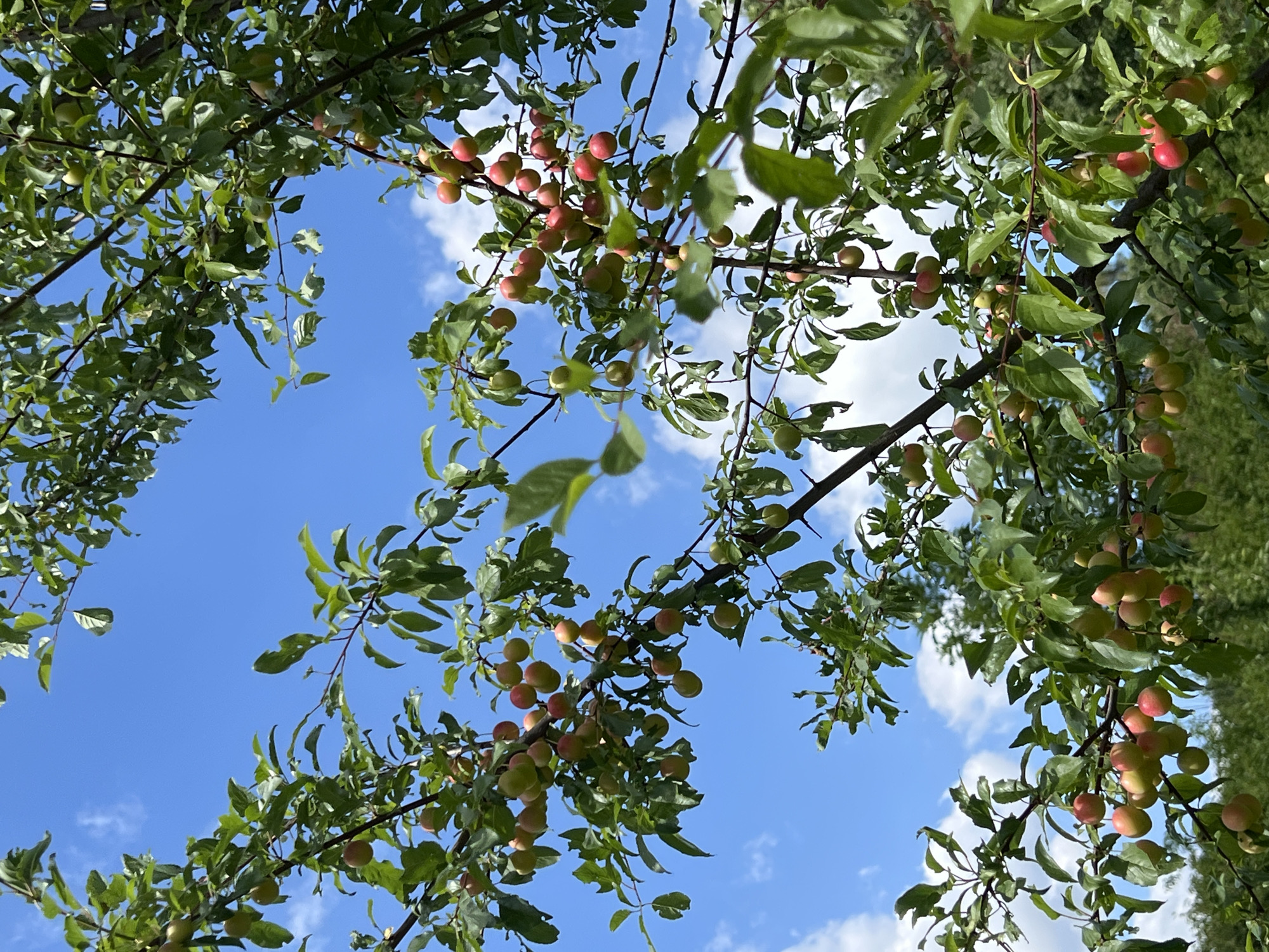In Karniowice, Poland, on a clear day with scattered clouds, a plum tree is laden with ripe fruit against a backdrop of blue sky. The branches, draped with green leaves, are heavy with clusters of small, round plums. The fruit varies in color, with some showing shades of yellow and green, while others are a deep red, indicating ripeness. The sunlight filters through the leaves, highlighting the plumpness of the fruit. The scene is one of natural abundance, capturing a moment of summer's bounty.