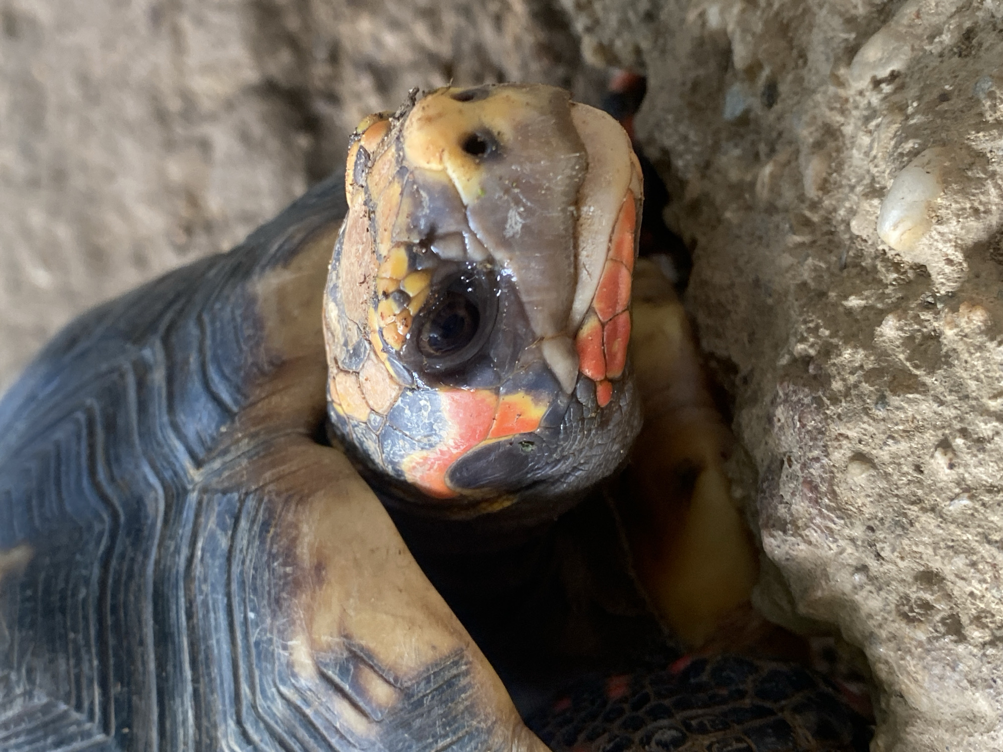 A red-footed tortoise with bright orange and red markings on its head and legs is partially visible against a sandy, rocky background. The tortoise's dark, segmented shell is prominent. The image is a close-up, focusing on the tortoise's head and upper body. The scene is likely an outdoor enclosure or natural habitat, possibly in a zoo or private collection in Tinaquillo, Venezuela, given its geographic origin. There are no people or discernible human activity depicted.