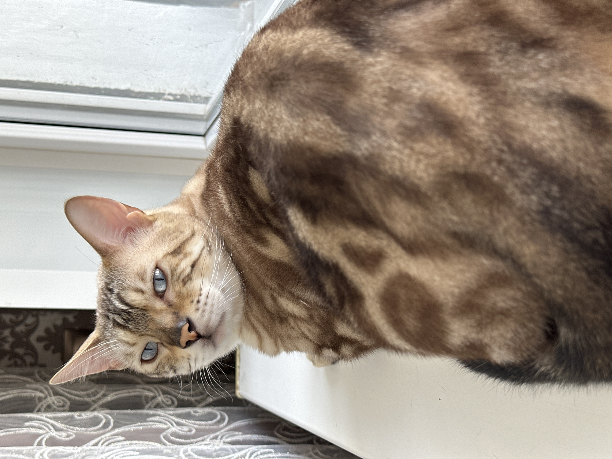 A domestic cat with blue eyes and a brown, spotted coat is sitting on a white windowsill, looking over its shoulder towards the camera. The cat's face is in sharp focus, with its ears perked up and its whiskers fanned out. The background shows a window with a white frame and a grey, patterned curtain. The scene appears to be indoors, with natural light coming from the window. There are no people or other animals visible in the image. The location is not specified in the image or metadata, but it is stated to be in the city of Energetik, Russia.