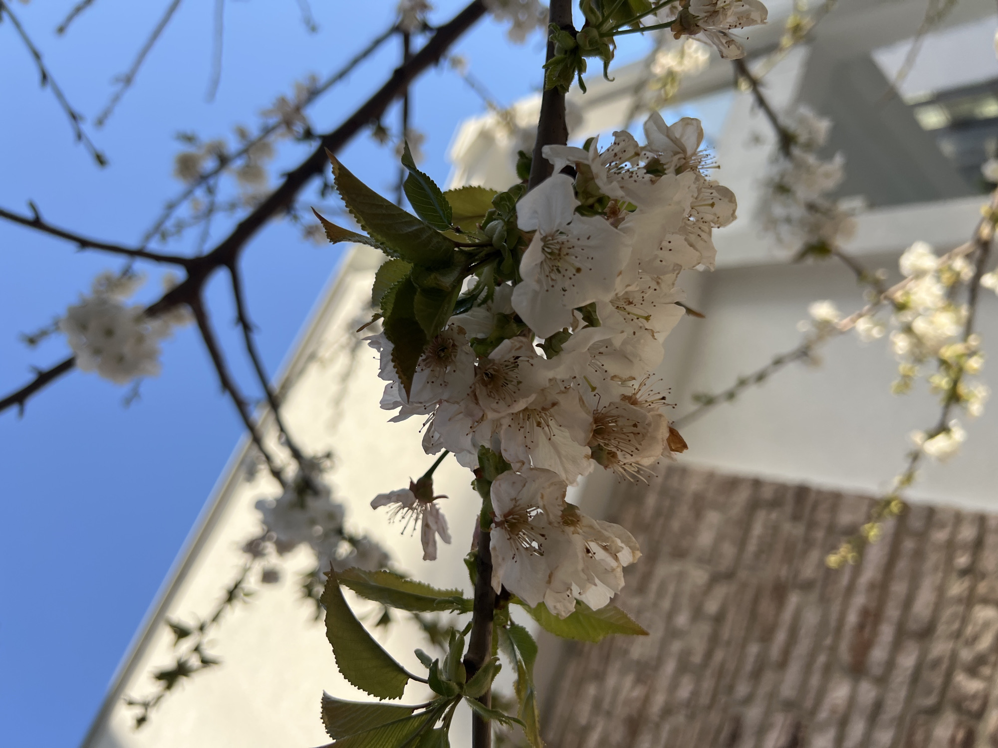 A close-up shot focuses on a cluster of white blossoms and green leaves on a branch, set against a partially obscured backdrop. The background includes a patch of clear blue sky visible at the top left, hinting at sunny weather. A portion of a white building is seen to the left of the frame. To the right, a textured brick or stone wall is visible. No people are visible in the image. The location, Petrovac na Moru, Montenegro, is inferred.