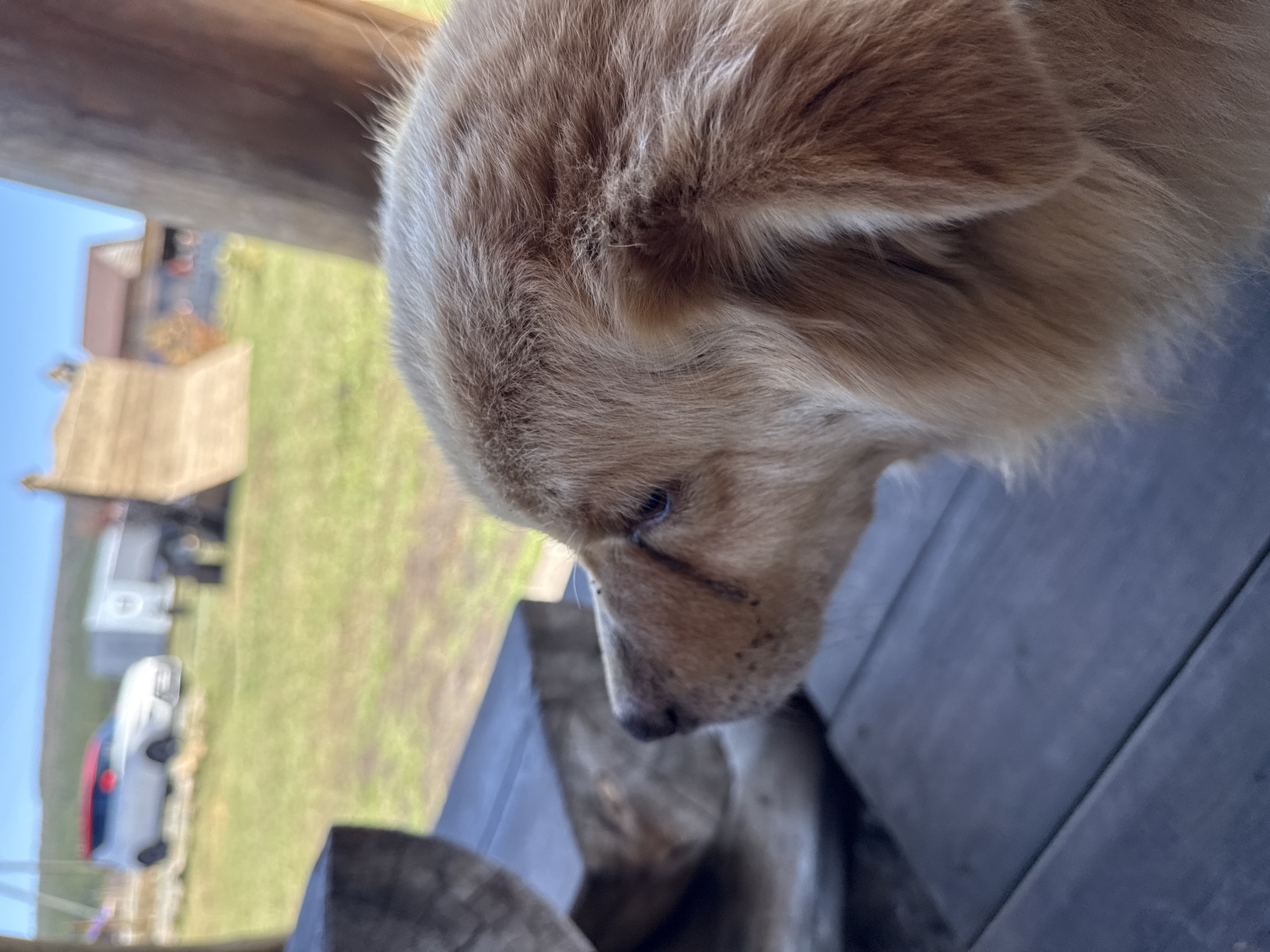 A close-up, slightly angled view shows the head and shoulders of a light-brown dog. The dog is looking downward, with a visible scar near its eye. The dog is sitting on a dark, wooden surface, possibly a table or bench. The background shows a blurred, outdoor scene with a grassy area, some buildings, and vehicles. Based on the prompt, this location is in the city of Tyulyuk, Russia.