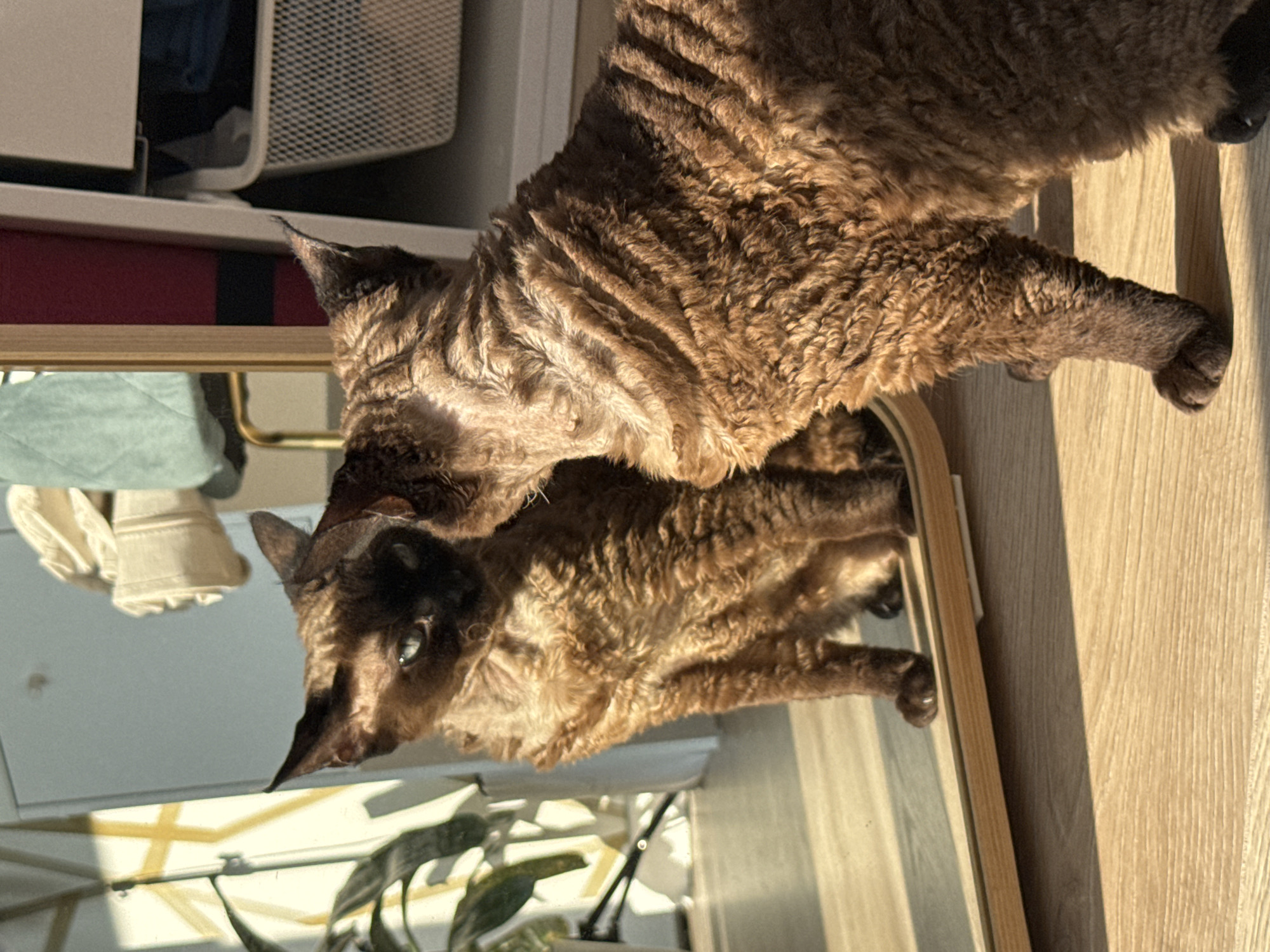 A brown cat with curly fur is standing on a light wood surface. The cat is looking into a rectangular mirror, and its reflection is visible. The mirror has a thin, light wood frame. To the left of the mirror, out of focus, is a white storage unit, a red item, a teal and white garment, and a green plant. Sunlight is visible on the wooden surface. The photograph appears to have been taken indoors. The location in Carnikava, Latvia, is not evident from the visual information provided.