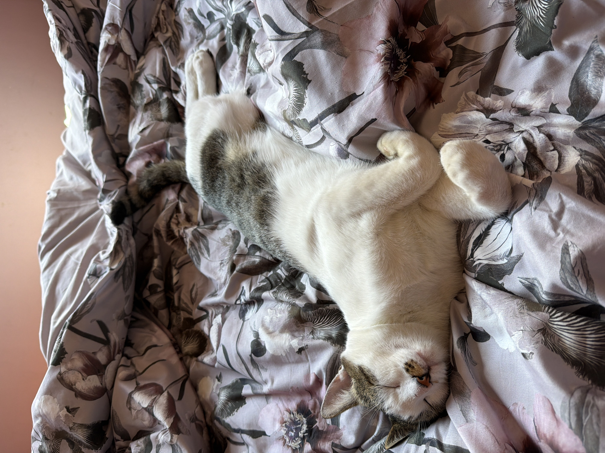 A white and grey tabby cat is sleeping soundly on a floral-patterned duvet. The cat is lying on its back, with its legs extended and paws tucked in. Its eyes are closed, and its head is tilted to the side, showing a contented expression. The duvet has a delicate pattern of pink and grey flowers with green leaves. The lighting suggests it is daytime, possibly morning, as there is a soft glow coming from the upper right of the frame, possibly indicating a window. The scene is peaceful and domestic, conveying a sense of comfort and relaxation. The location is a bedroom in a home in Orehovitsa, Bulgaria.