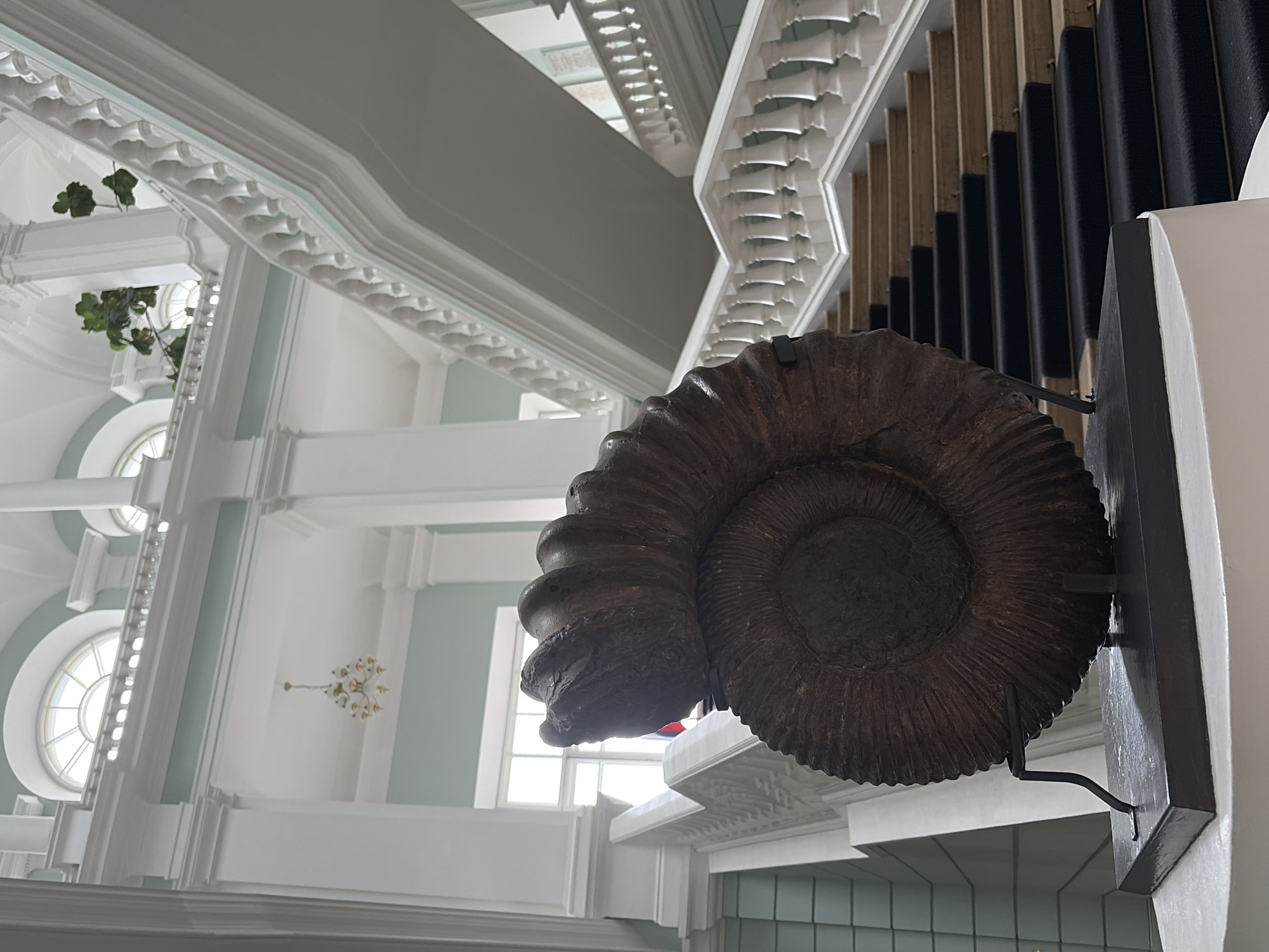 The image shows a large ammonite fossil displayed in a grand indoor setting, likely a museum or historic building, in Saint Petersburg, Russia. The fossil is dark brown and coiled, resting on a black stand. In the background, an ornate white staircase with a balustrade ascends to upper floors. Large windows with arched tops are visible at the top of the structure. Plants are placed on a ledge above the staircase. The walls are painted a pale mint green, and columns support the upper architecture. A chandelier hangs from the ceiling. The floor in front of the staircase is carpeted in black. The lighting suggests it is daytime.