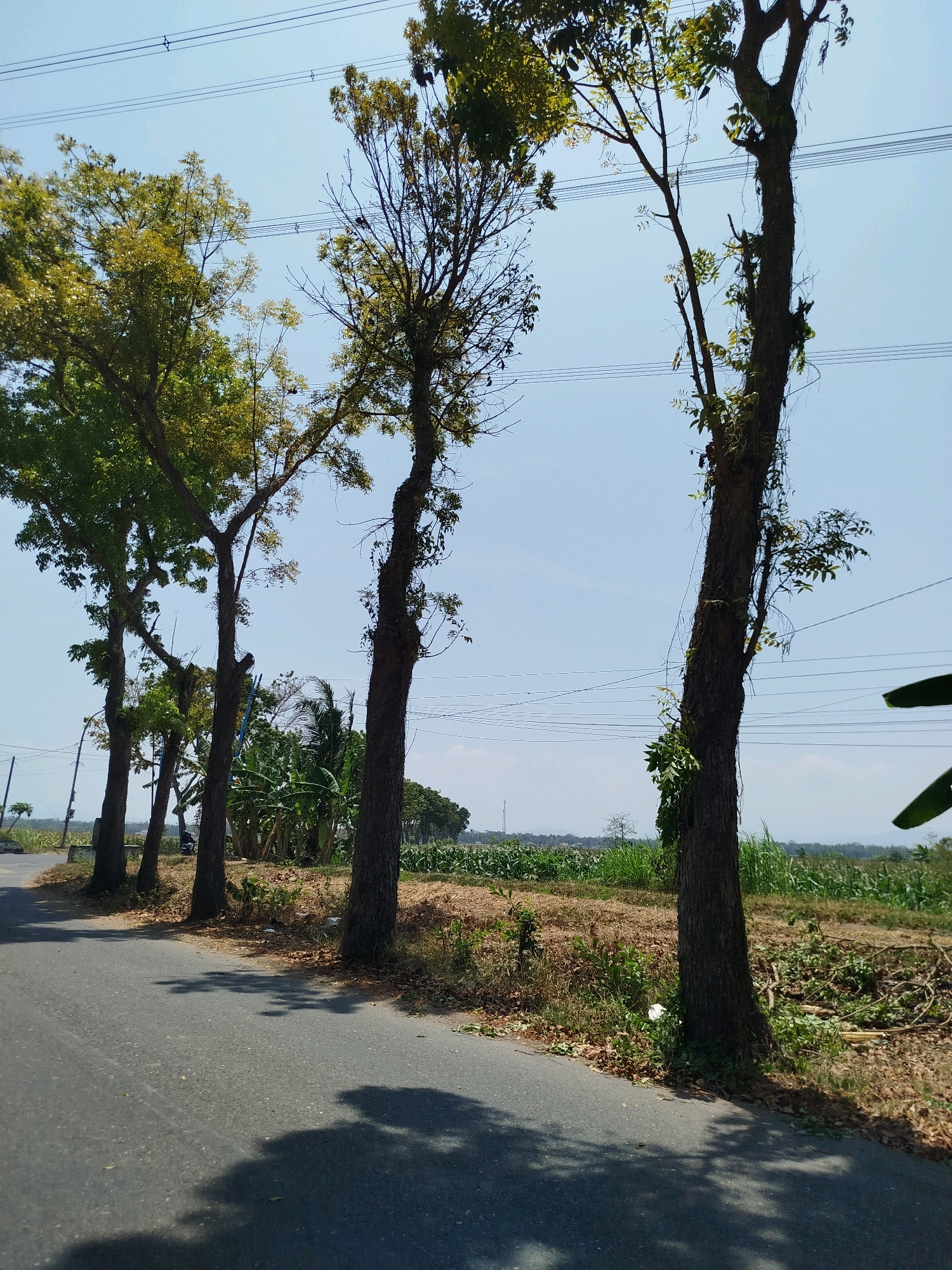 This image depicts a roadside scene in Tanjungsari, Indonesia, characterized by a paved road, several trees lining the left side, and a field of crops in the background under a clear blue sky. The road is asphalt and shows some wear. Tall, slender trees with dark bark and sparse, green foliage are prominent. Some of the trees have vines growing on them. A few branches and leaves have fallen onto the ground near the base of the trees. Beyond the trees, a field of green crops, possibly corn, stretches towards the horizon. In the distance, a few power lines are visible against the sky. The overall impression is a rural or semi-rural setting on a sunny day.