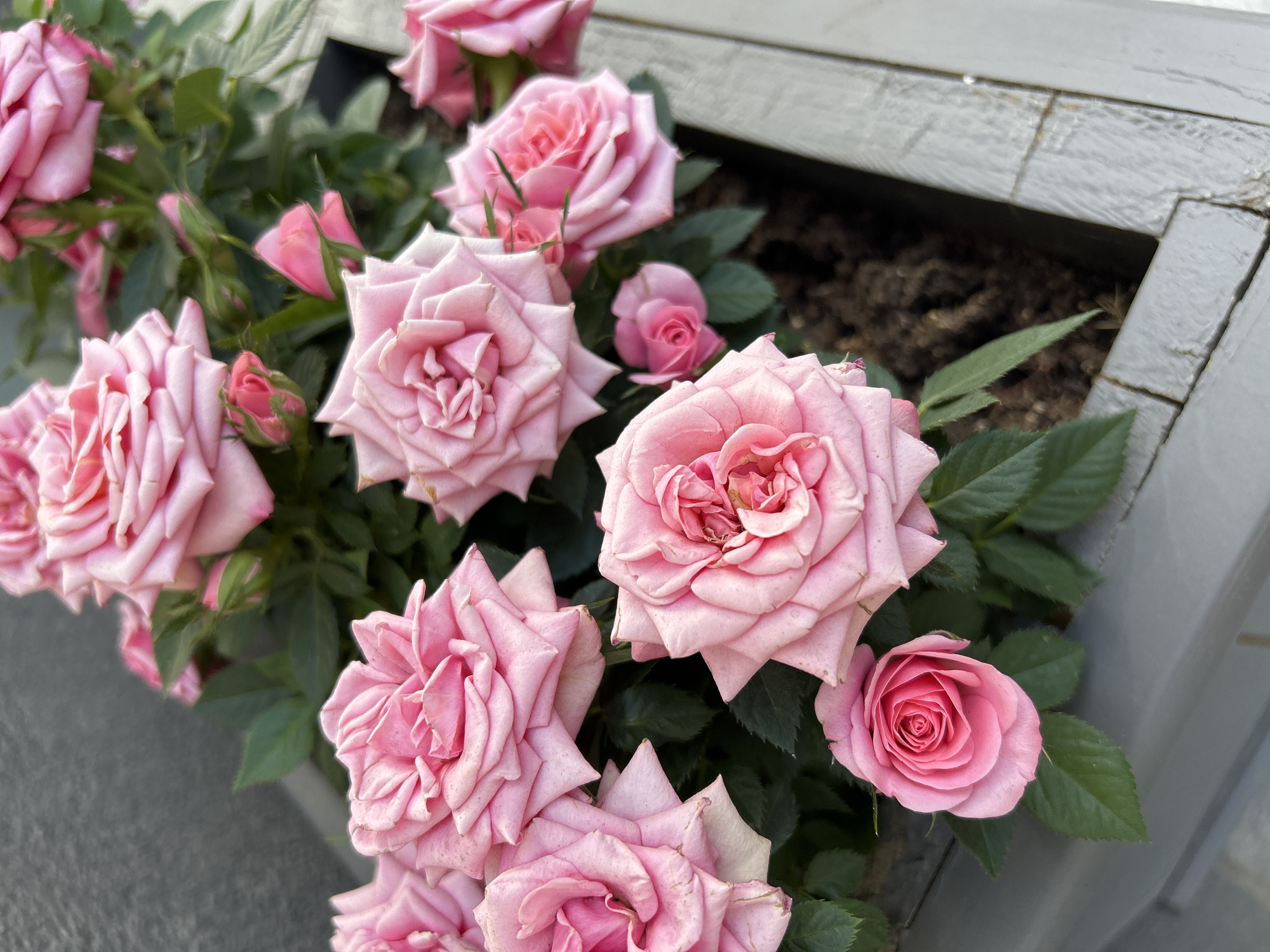 The image shows a cluster of light pink roses in a gray, wooden planter. The roses are in varying stages of bloom, with some fully open and others in bud. Green leaves are visible among the roses. The planter appears to be outdoors.