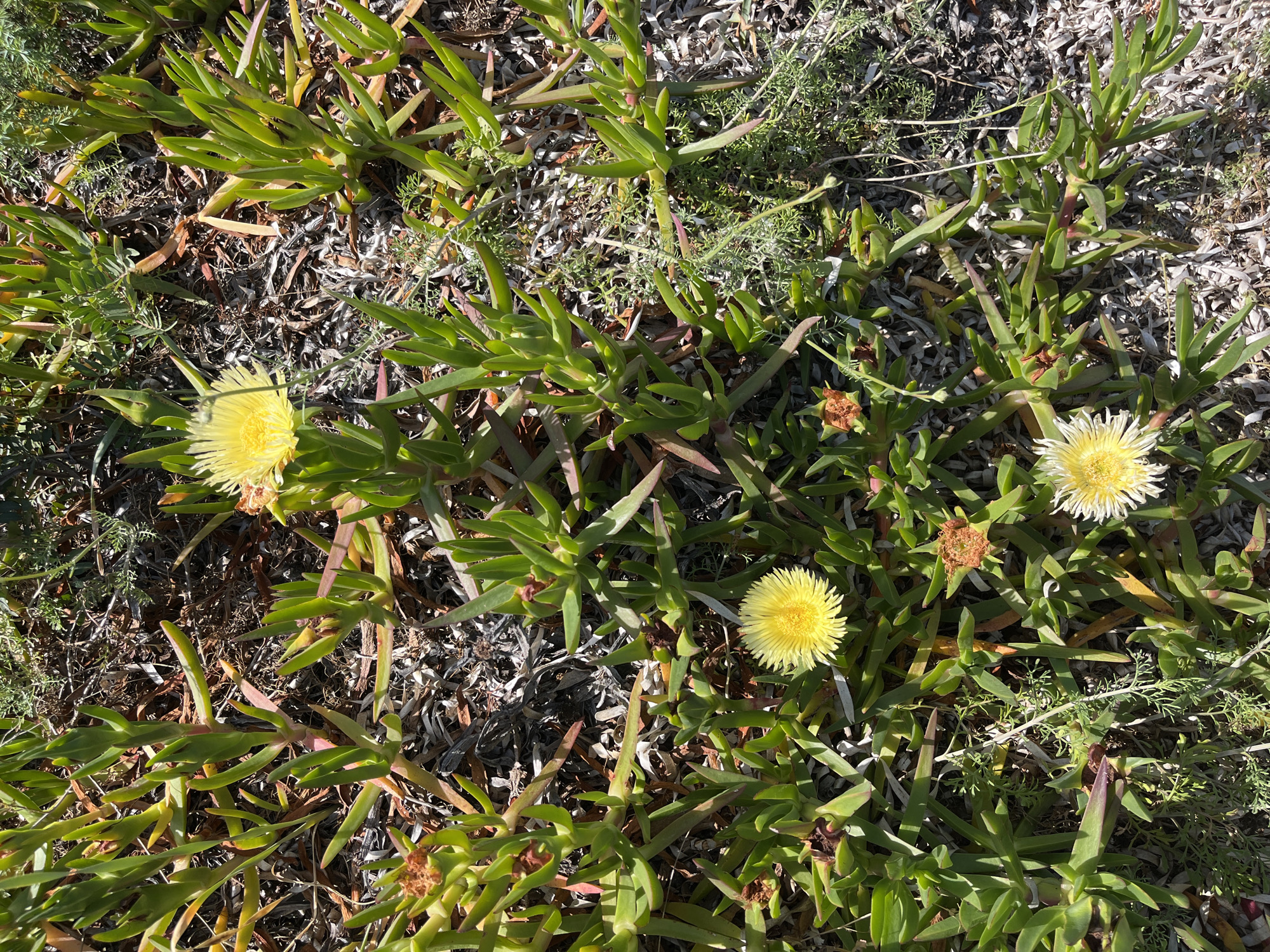 The image depicts a ground-level view of a coastal area in San Vero Milis, Italy. The dominant vegetation is likely the Ice Plant, recognizable by its succulent, triangular leaves and bright yellow flowers. The ground cover consists of mixed vegetation, including grasses and various ground creepers, interspersed with a sparse layer of decaying plant matter and sand. Three yellow flowers are prominently displayed amidst the green foliage. The light suggests a sunny day. There are no people or animals visible in the scene.