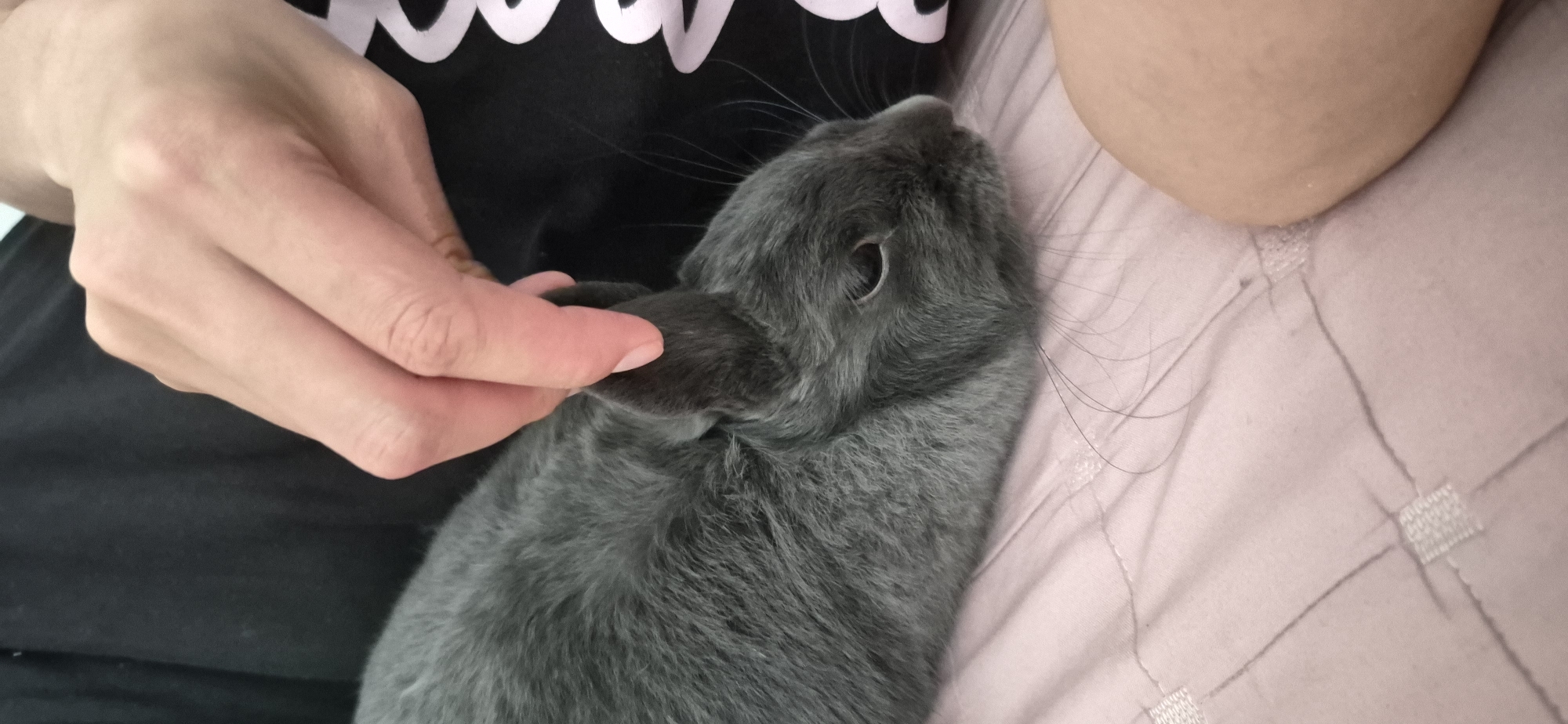 A close-up, vertical, eye-level shot shows a person's hand gently stroking the head of a grey rabbit. The rabbit is lying down on a pink textured surface, possibly a bedspread, with its head turned to the right. The person's fingers are touching the rabbit's ear and head. The rabbit has long whiskers and dark eyes. In the background, a black fabric with a white pattern is visible. The lighting is soft and natural. This image does not provide any information that would allow for its location in the city of Ussurijsk, Russia.