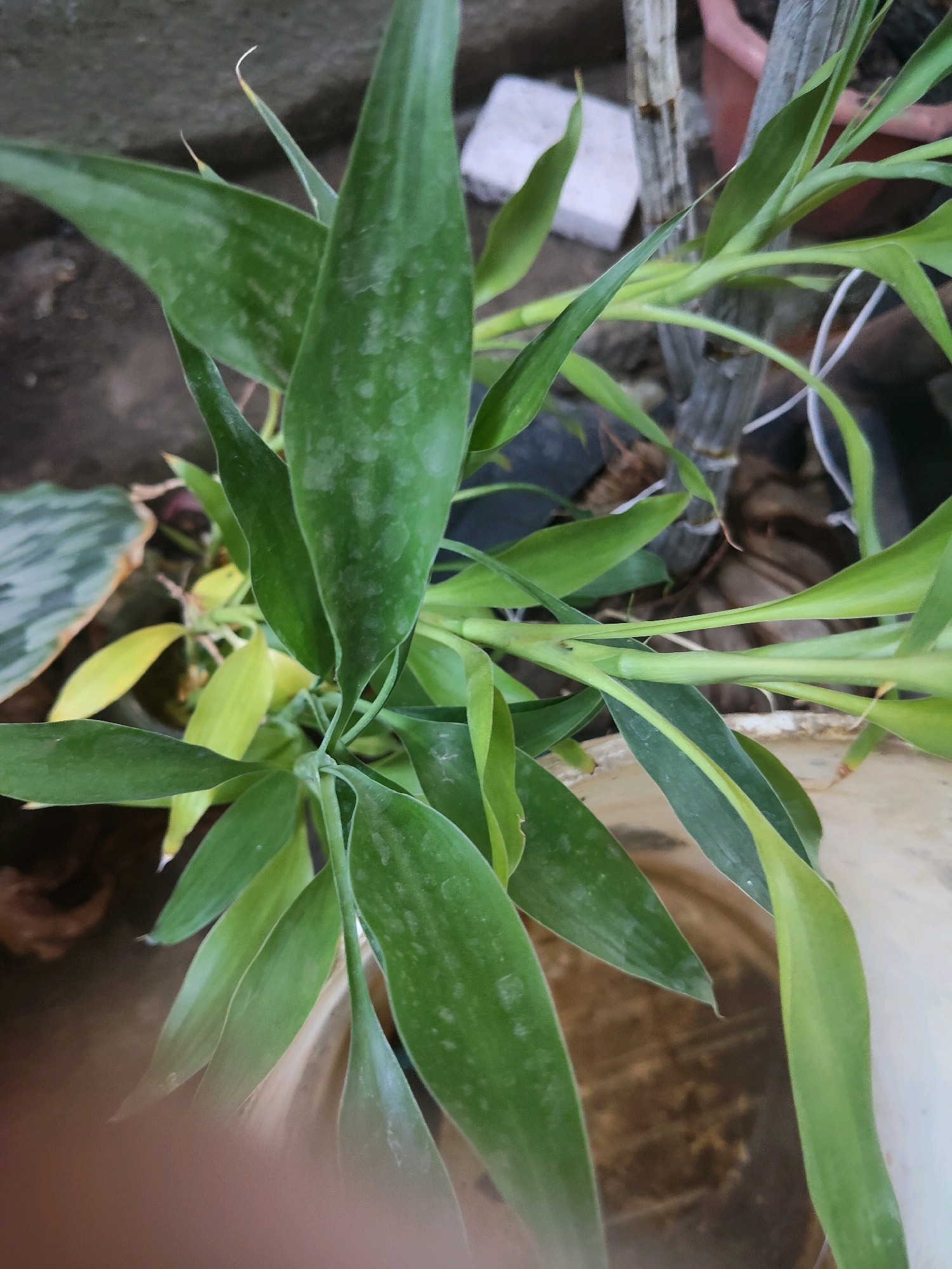 The image shows a close-up of a Dracaena sanderiana, commonly known as a Lucky Bamboo plant, in a pot. The plant has long, green, sword-shaped leaves with some lighter mottling. Several stalks are visible, and some of the lower leaves are yellowing. The plant is situated outdoors, with a blurred background of what appears to be a concrete wall and some other potted plants. The overall impression is of a healthy but perhaps slightly stressed indoor plant being kept outdoors. There are no people visible in the image. This scene is likely in Kupang, Indonesia, given the prompt, and could be in a residential garden or a public space where plants are cultivated.