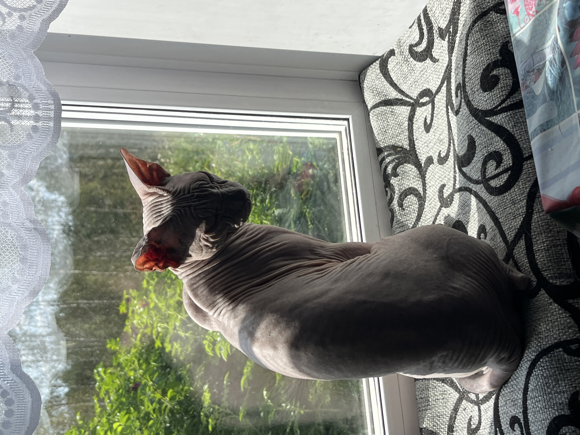 The image shows a hairless cat, likely a Sphynx breed, sitting on a windowsill with a patterned cushion. The cat is facing away from the camera, looking out a window at a green, leafy outdoor environment, possibly trees and foliage. Sunlight is streaming in through the window, casting shadows on the cat and the cushion. A white lace curtain is visible at the top of the window. The scene appears to be indoors, likely in a residential setting. There are no visible indicators of the specific location being Nizhny Tagil, Russia.