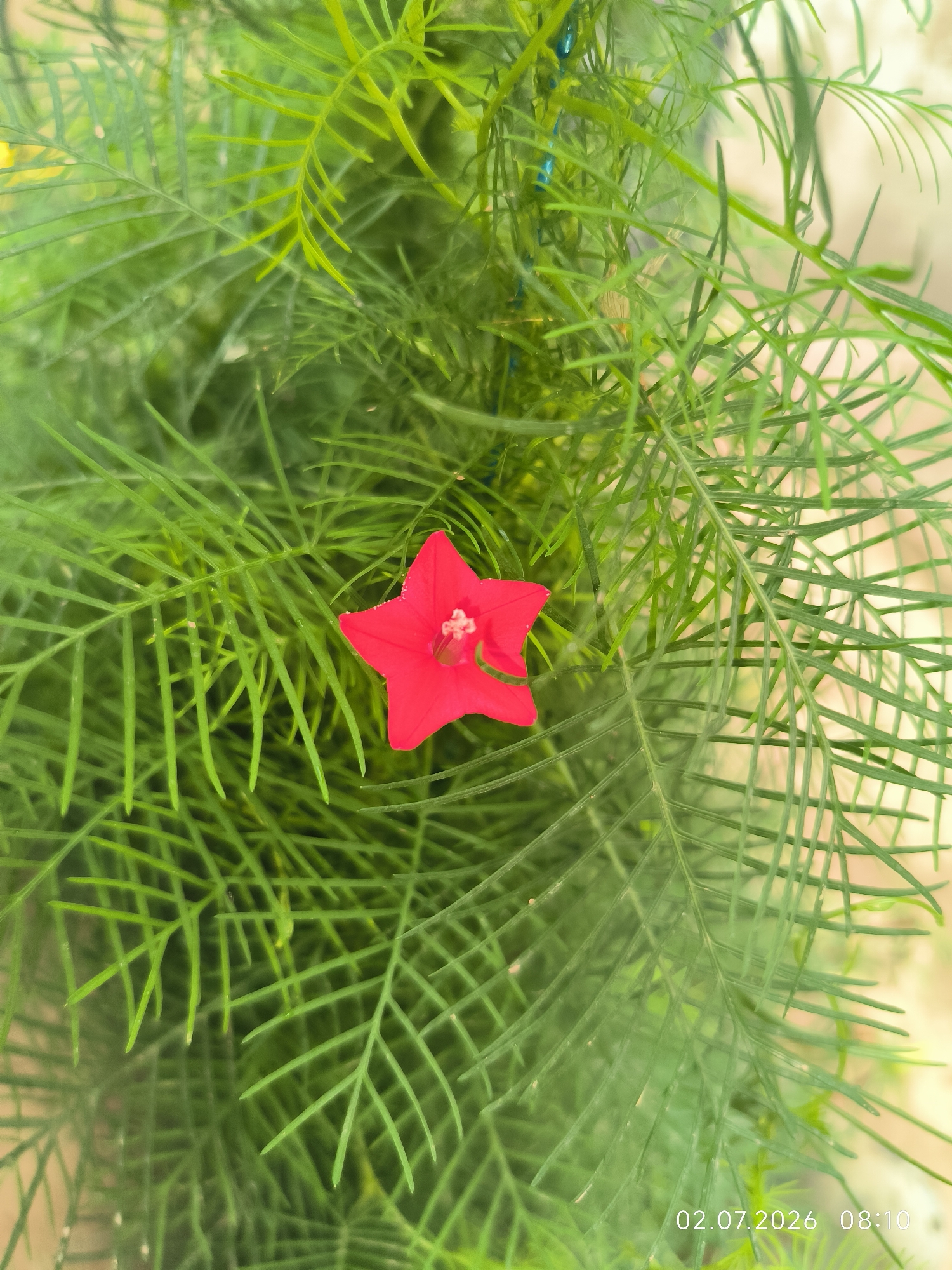 The image shows a close-up of a red, star-shaped flower with delicate white stamens in the center, nestled amongst a dense growth of bright green, feathery foliage. The foliage appears to be a vine or climbing plant, with thin, elongated leaves. The flower is in focus, while the surrounding leaves are slightly blurred, creating a shallow depth of field. The background is also out of focus, appearing as a soft, lighter green and beige. In the bottom right corner, a timestamp reads "02.07.2026 08:10". The scene is likely an outdoor garden or a potted plant. There are no people or animals visible in the image. The location is stated as Kattasu, Uzbekistan.