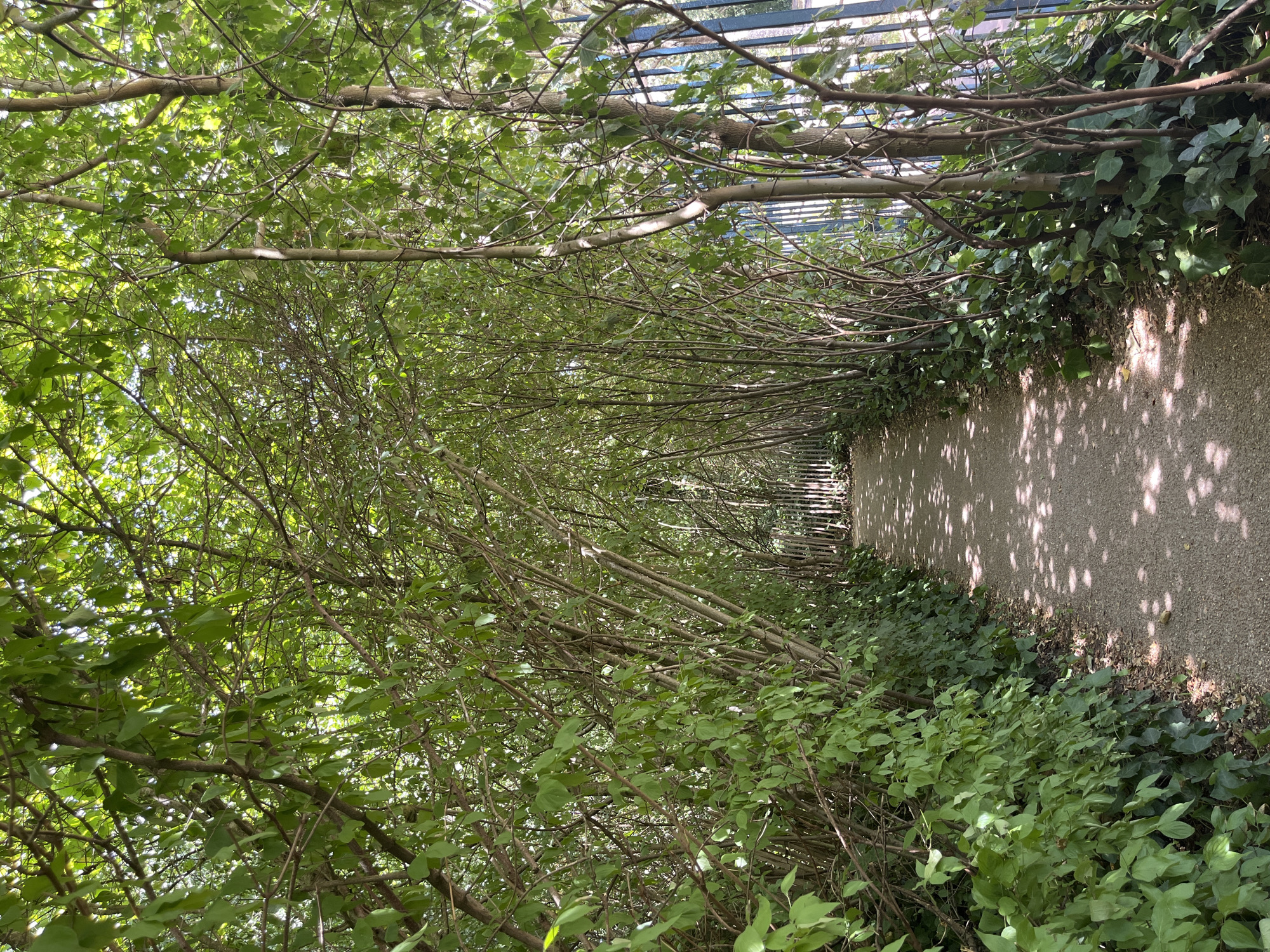 The image depicts a tree-lined path in Antony, France. The path is made of gravel and is shaded by the dense foliage of trees on both sides, creating a natural tunnel effect. Sunlight filters through the leaves, casting dappled shadows on the ground. A blue fence with vertical bars is visible on the right side of the path, bordering the trees. The trees are slender with numerous branches and green leaves, and ivy grows along the base of the trees. The scene is tranquil and natural, suggesting a park or garden setting. There are no people or animals visible in the image.