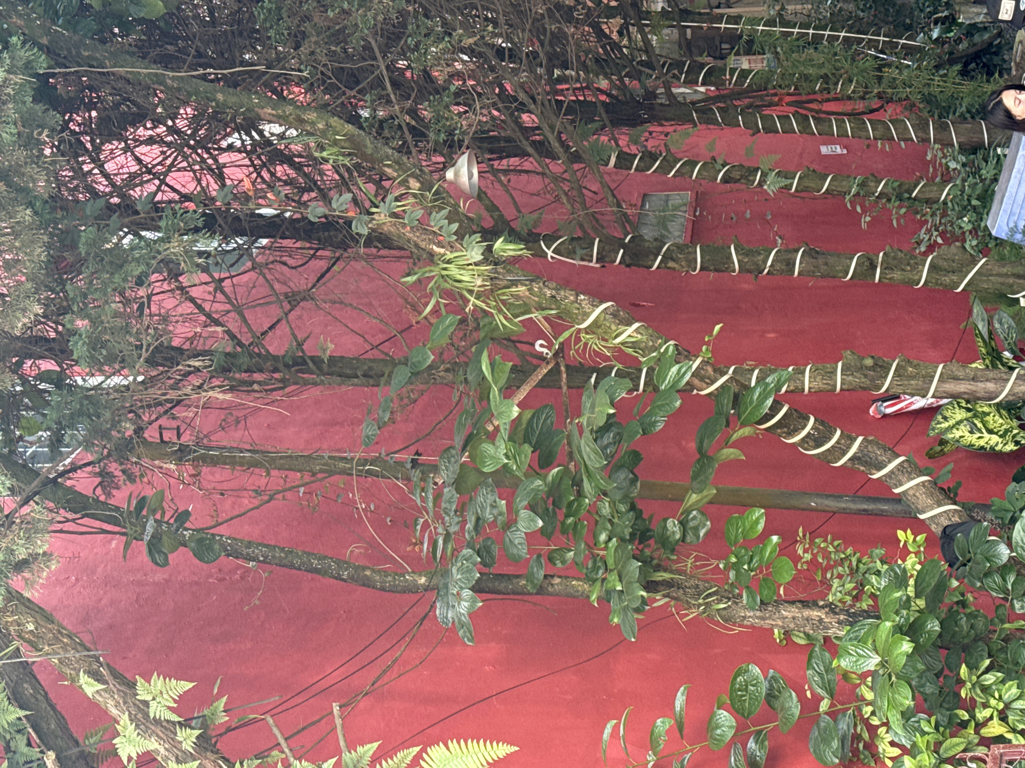 In Da Lat, Vietnam, a close-up shot frames a vibrant red wall partially obscured by a dense arrangement of trees and foliage. Several tree trunks, some wrapped with white decorative tape in a spiral pattern, stand prominently. Lush green leaves, ferns, and hanging vines cascade around the trees, creating a sense of jungle-like abundance. A silver bell-shaped lamp hangs from a branch, and a glimpse of a window is visible on the red wall. In the lower right corner, the head and shoulders of a woman with dark hair are visible, looking down. The overall impression is of a verdant, somewhat wild garden or courtyard in an urban setting.