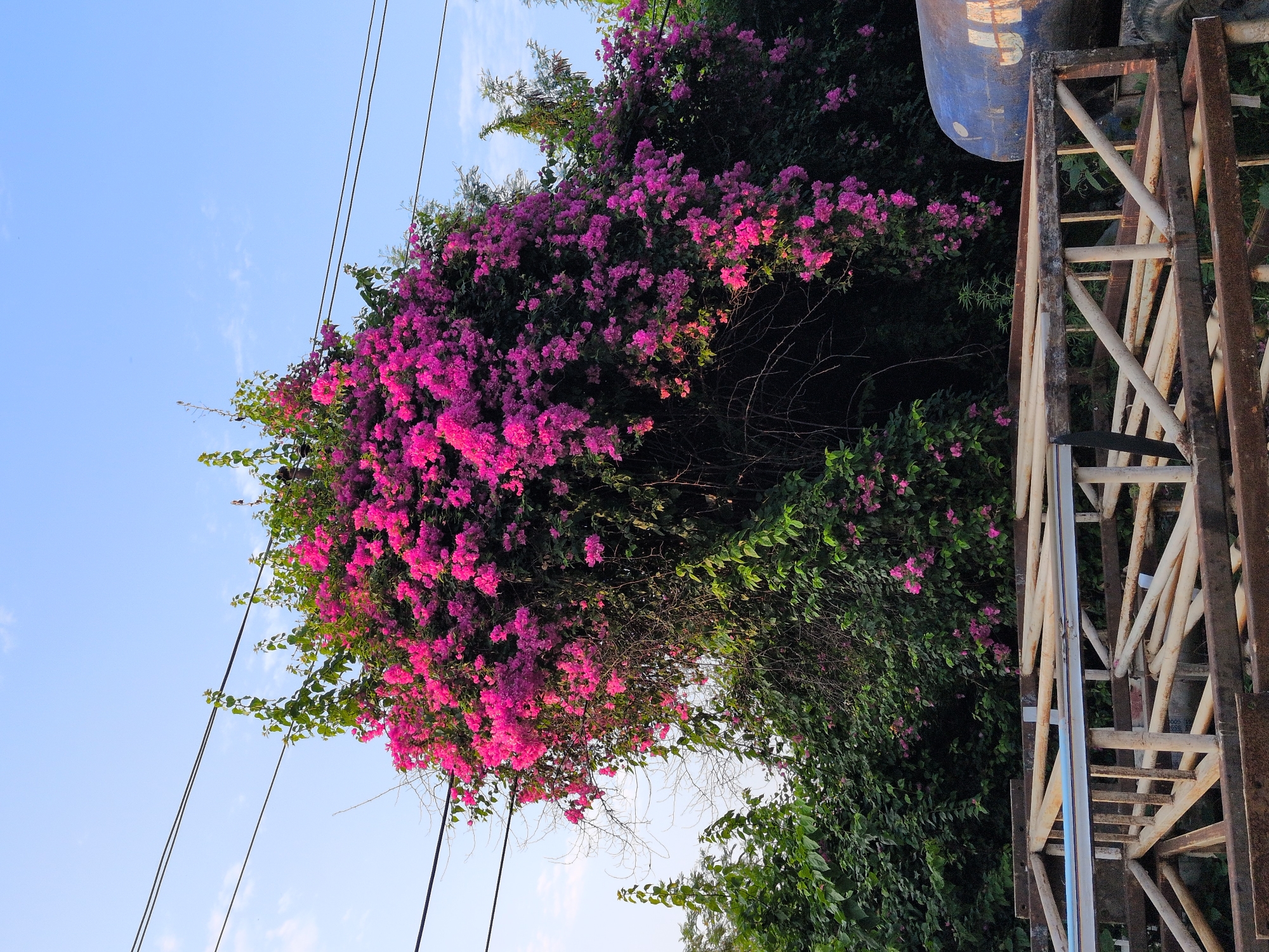 A bright pink bougainvillea bush dominates the center of the frame, its vibrant flowers cascading down over dense green foliage. The bush is partially obscured by electrical wires strung across the top of the image against a pale blue sky. In the foreground, a weathered, metallic structure, possibly a scaffold or makeshift shelving unit, is visible, composed of rusty metal beams and supports. To the right of the bougainvillea, a large blue cylindrical object, likely a storage tank or container, is partially visible, with some lettering or markings on its surface. The scene appears to be an outdoor setting, possibly a yard or construction site, with the overall impression of a somewhat unkempt but visually striking natural element set against industrial or utilitarian objects. The image does not contain any people or depict any actions or interactions. This scene is located in Jammu, India, as per the query.