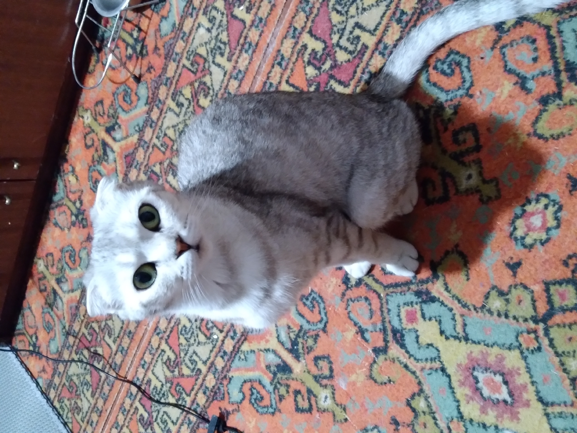 A silver tabby Scottish Fold cat sits on an orange and teal patterned rug. The cat has large, green eyes and folded ears. Its fur is a mix of silver and grey, with darker tabby markings on its legs and tail. The cat is looking directly at the camera. In the background, a dark wooden cabinet is visible. A black cord lies on the rug near the cat. A silver rack with a metal bowl is on the rug to the right of the cat.