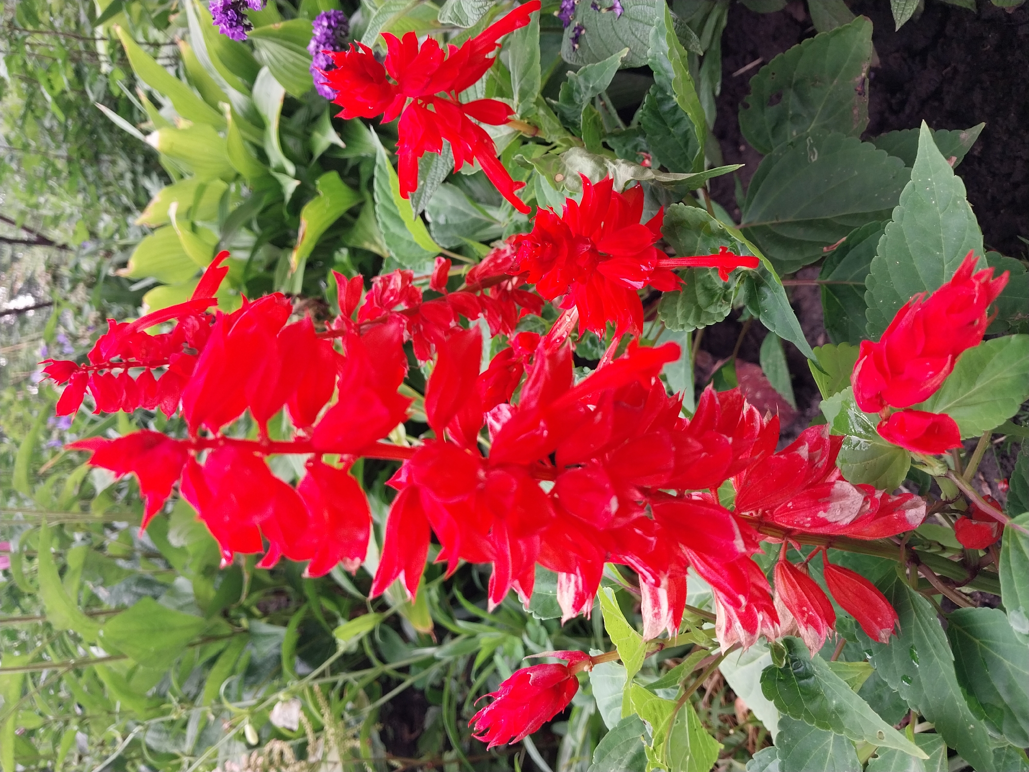 A close-up, eye-level, vertical shot captures a cluster of vibrant red salvia flowers in a garden setting. The flowers are in various stages of bloom, with some fully open and others still budding. The petals are a deep, rich red, with a velvety texture. The stems are green and slightly fuzzy, supporting the weight of the blossoms. In the background, lush green foliage provides a soft contrast to the striking red of the salvia. There are also hints of purple flowers scattered amongst the greenery, adding depth and color to the scene. The ground is dark soil, with a few fallen leaves. The lighting suggests an overcast day, creating a soft, diffused light that enhances the natural beauty of the flowers. This image was taken in the city of Dnipro, Ukraine. There are no people or animals visible in the image.