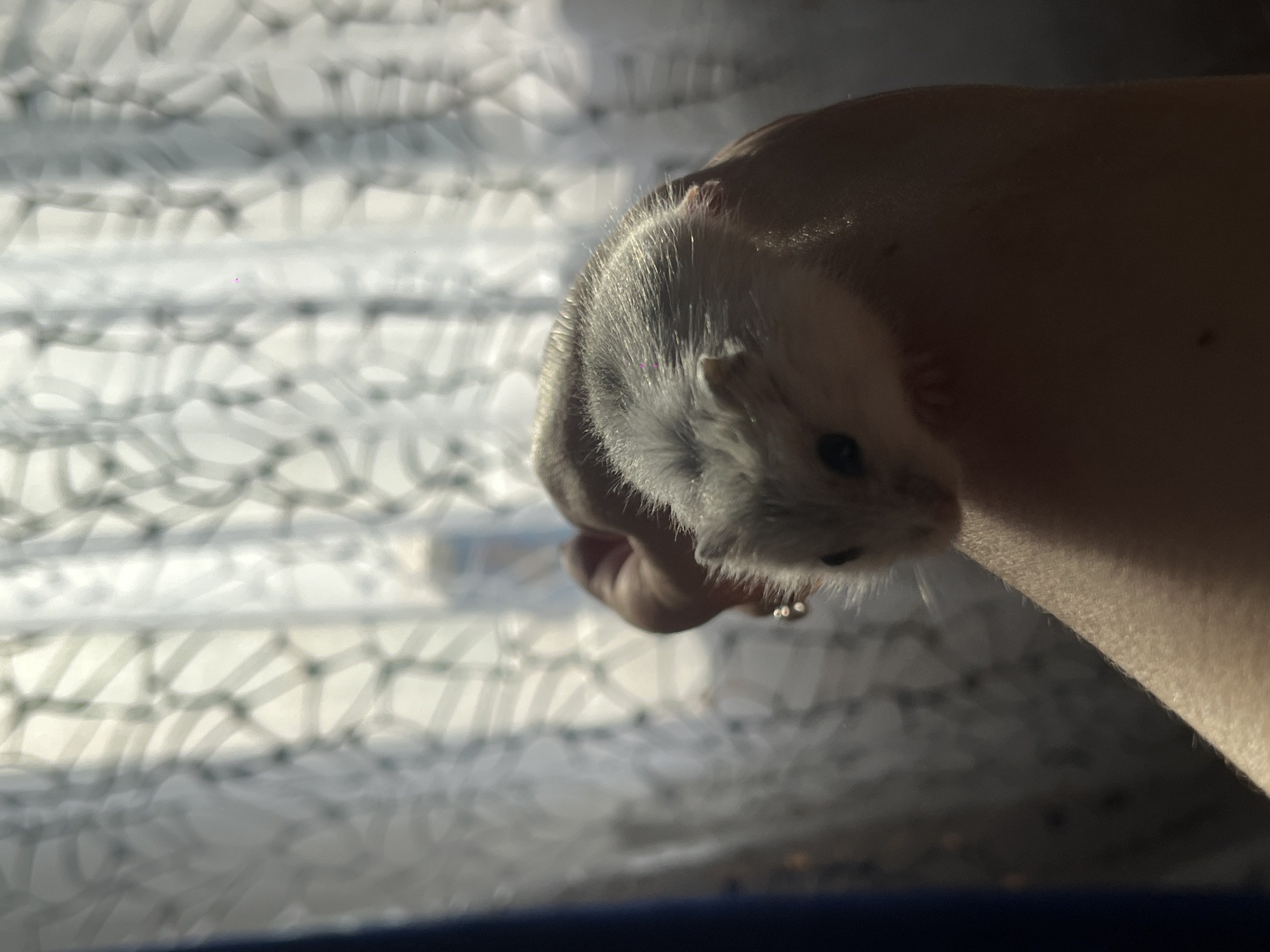 This is a close-up, eye-level photograph of a small, light-colored hamster being held in a person's hand. The hamster is positioned in the center-right of the frame, facing left. Its fur appears soft and its eyes are dark. The hand cradling the hamster is mostly out of focus, but its skin tone suggests it is a light complexion. There is a subtle sheen on the hamster's fur, indicating soft lighting.
The background is softly blurred and shows a patterned curtain or window covering with light stripes and geometric shapes, suggesting it might be near a window. The lighting creates dappled shadows, indicating daylight, possibly morning or afternoon. The overall mood is calm and gentle, with the focus on the small creature and its handler. No visible text is present in the image. The location context of Novopokrovskaya, Russia, does not provide specific visual cues within the image itself.