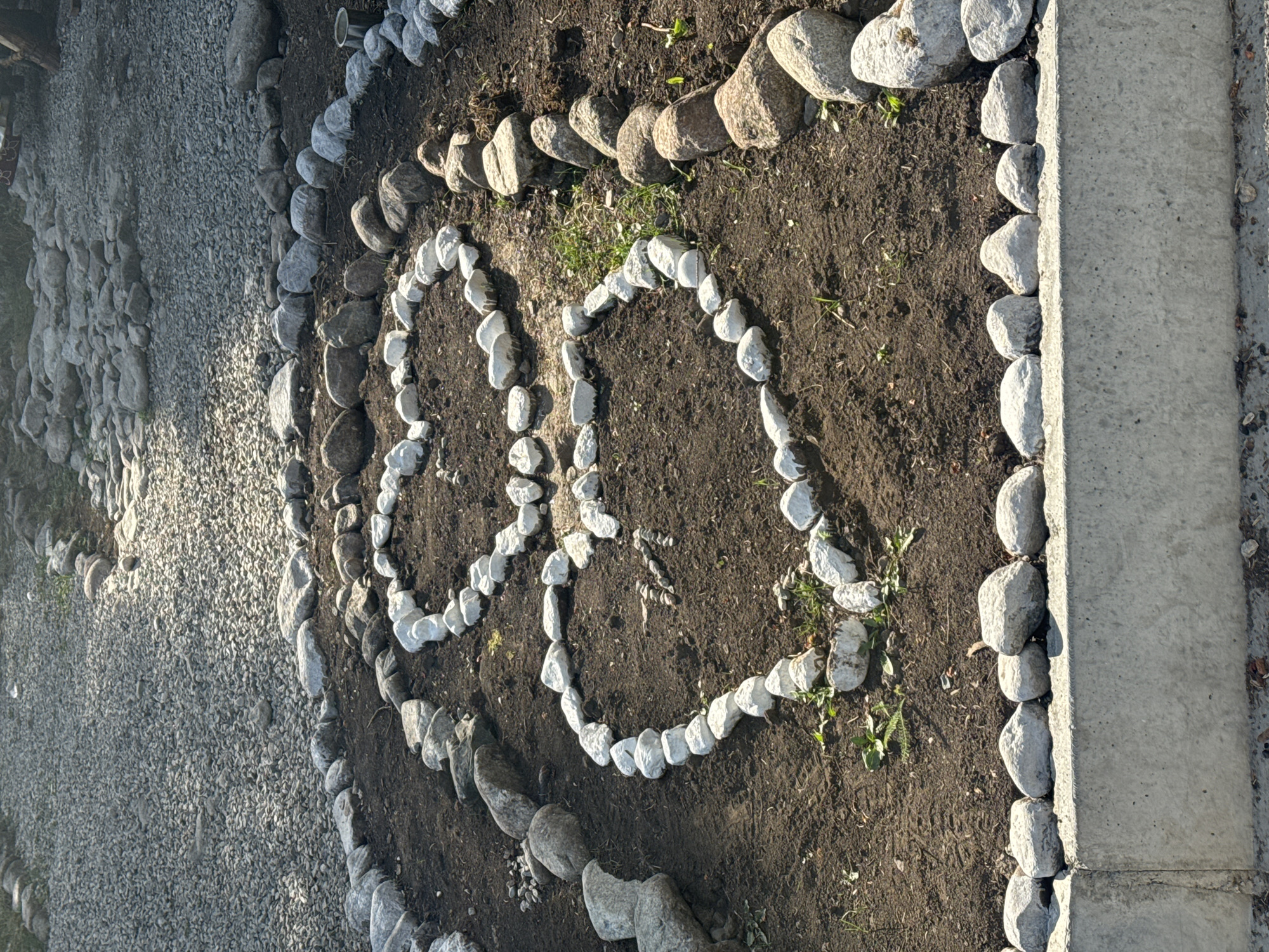 A ground-level, eye-level, full shot shows a garden bed bordered by a concrete curb. The garden bed is filled with dark soil and is arranged in a spiral pattern of two heart shapes made of white stones. The stones are small and irregular in shape and are placed closely together to form the outline of the hearts. In the center of the spiral, there are a few small green sprouts. Surrounding the garden bed, a path of grey gravel is visible. The gravel is composed of small, angular stones. The overall scene is outdoors, with natural lighting creating shadows on the gravel and soil. The location is not specified in the image.